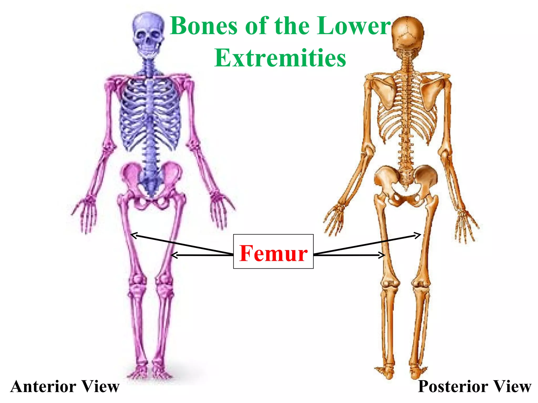 Anterior View Posterior View Bones of the Lower Extremities Femur 