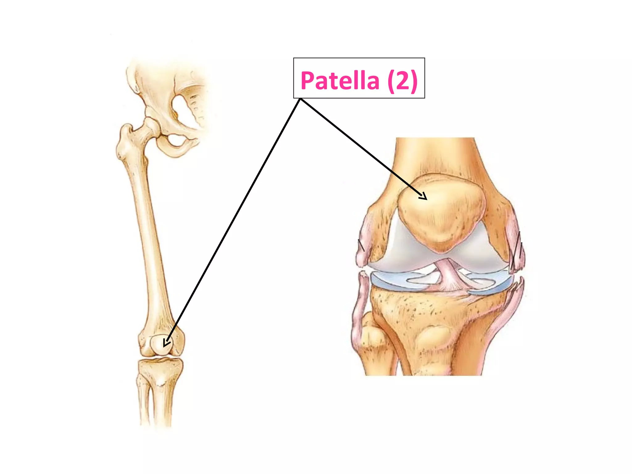 Patella (2) 