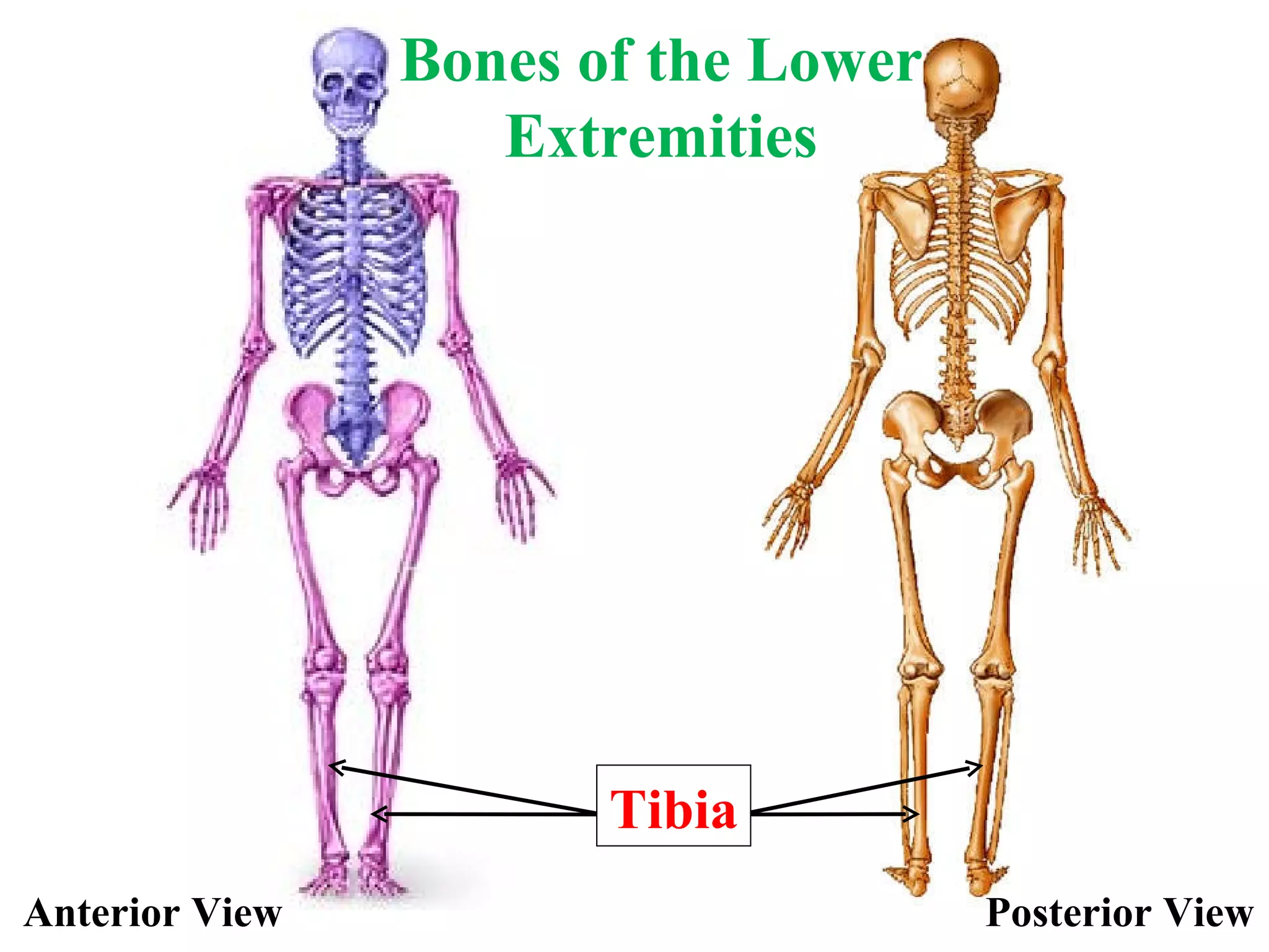 Tibia Anterior View Posterior View Bones of the Lower Extremities 