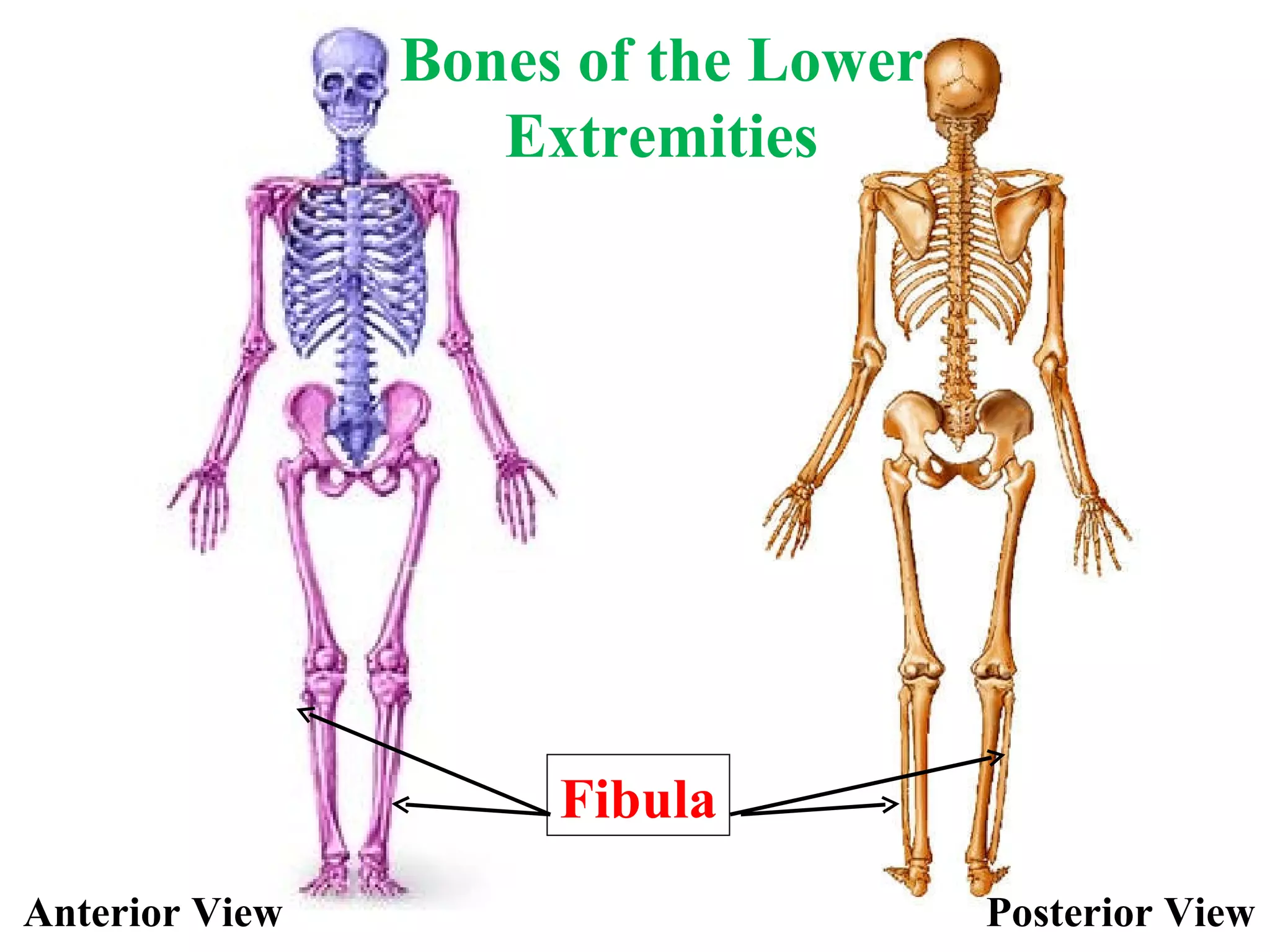 Fibula Anterior View Posterior View Bones of the Lower Extremities 