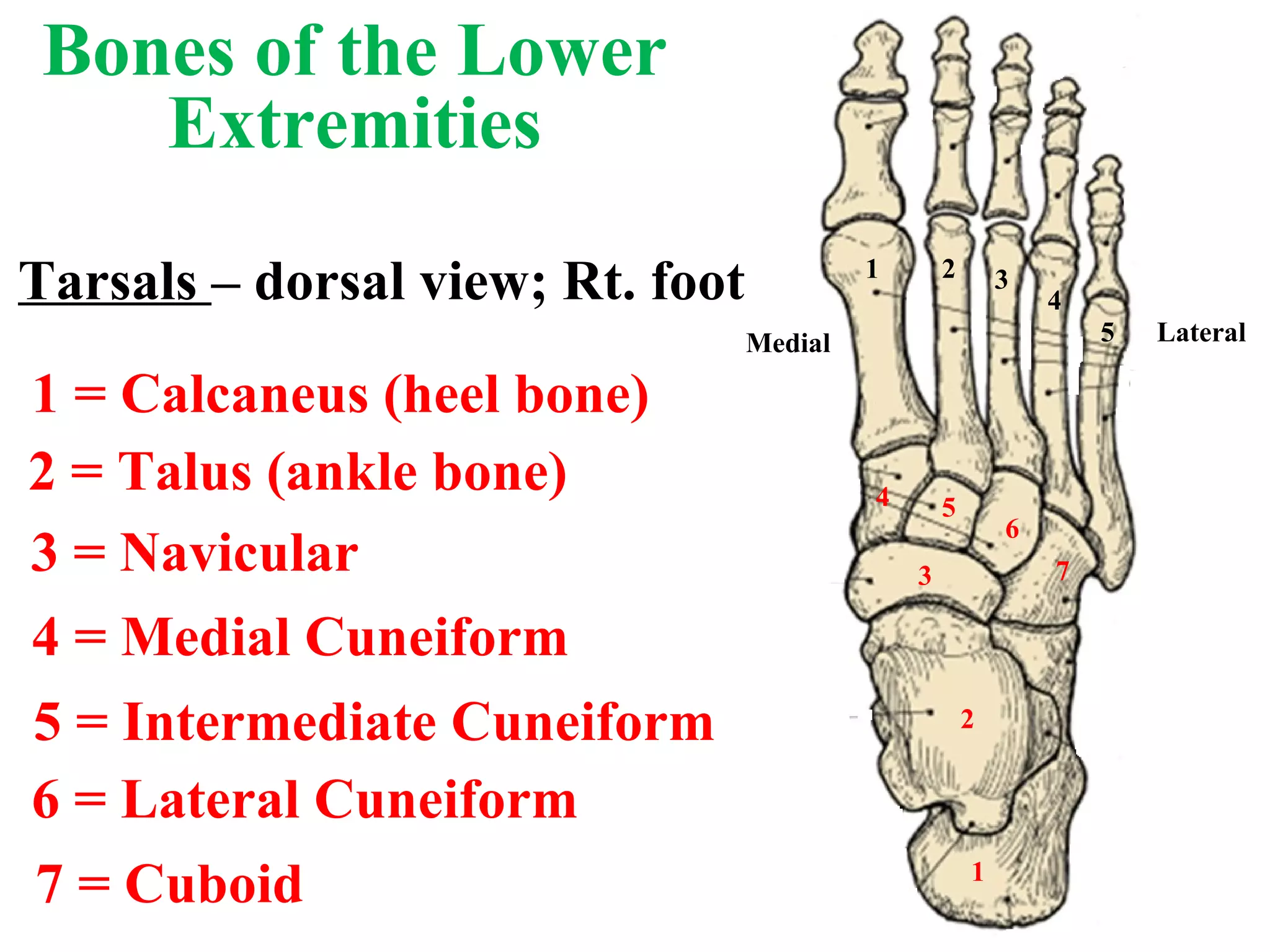 1 2 3 4 5 7 6 5 4 3 2 1 Medial Lateral 1 = Calcaneus (heel bone) 3 = Navicular 2 = Talus (ankle bone) 4 = Medial Cuneiform 5 = Intermediate Cuneiform 6 = Lateral Cuneiform 7 = Cuboid Tarsals  – dorsal view; Rt. foot Bones of the Lower Extremities 