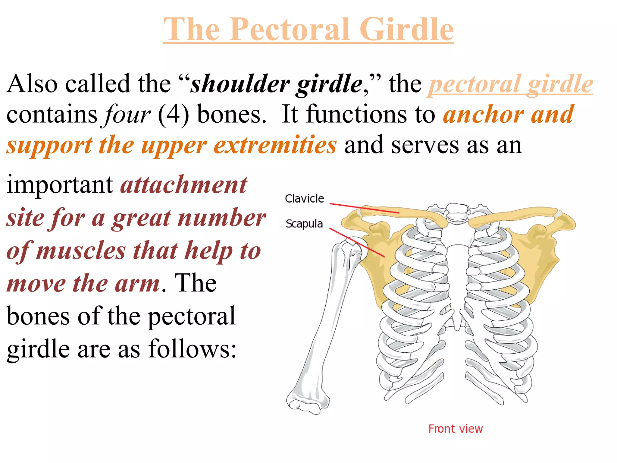 The Pectoral Girdle Also called the “ shoulder girdle ,” the  pectoral girdle  contains  four  (4) bones.  It functions to  anchor and support the upper extremities  and serves as an important  attachment site for a great number of muscles that help to move the arm . The bones of the pectoral girdle are as follows: 