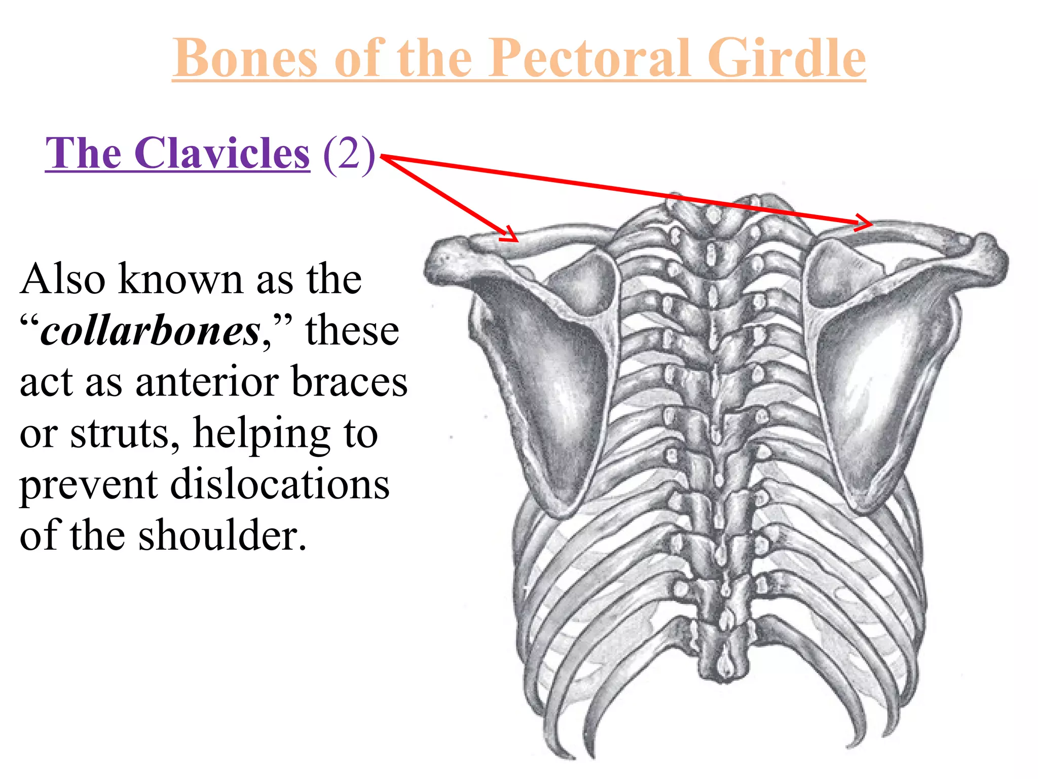 The Clavicles   (2)  Also known as the “ collarbones ,” these act as anterior braces or struts, helping to prevent dislocations of the shoulder. Bones of the Pectoral Girdle 