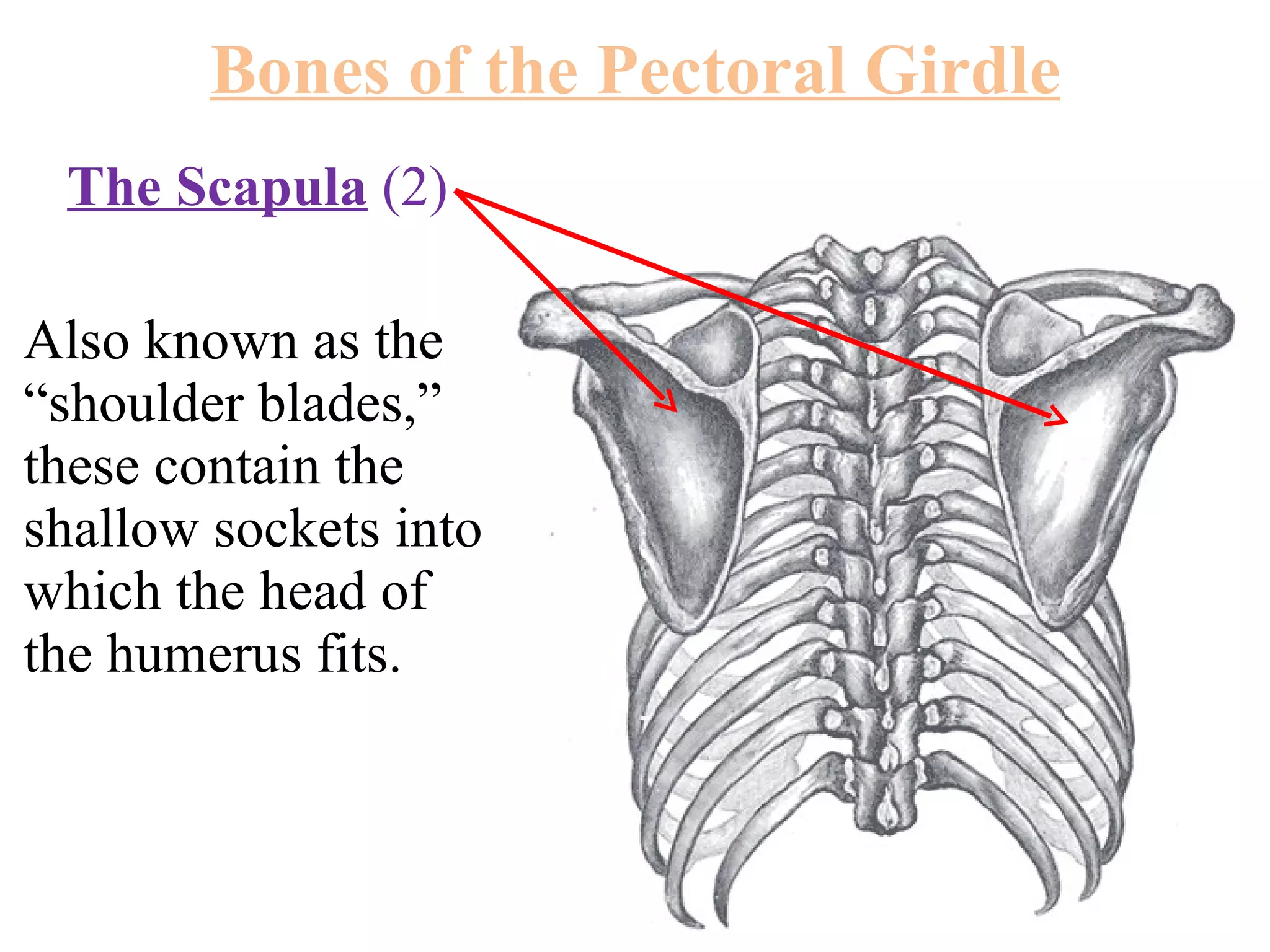 The Scapula  (2)  Also known as the “shoulder blades,” these contain the shallow sockets into which the head of the humerus fits. Bones of the Pectoral Girdle 