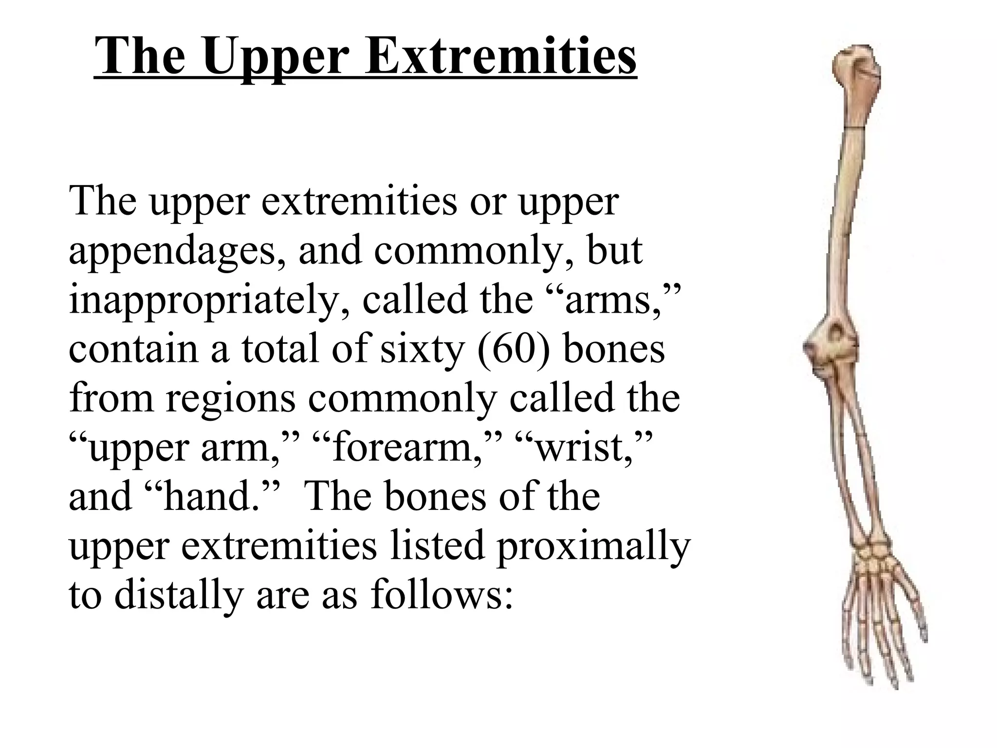 The Upper Extremities The upper extremities or upper appendages, and commonly, but inappropriately, called the “arms,” contain a total of sixty (60) bones from regions commonly called the “upper arm,” “forearm,” “wrist,” and “hand.”  The bones of the upper extremities listed proximally to distally are as follows: 