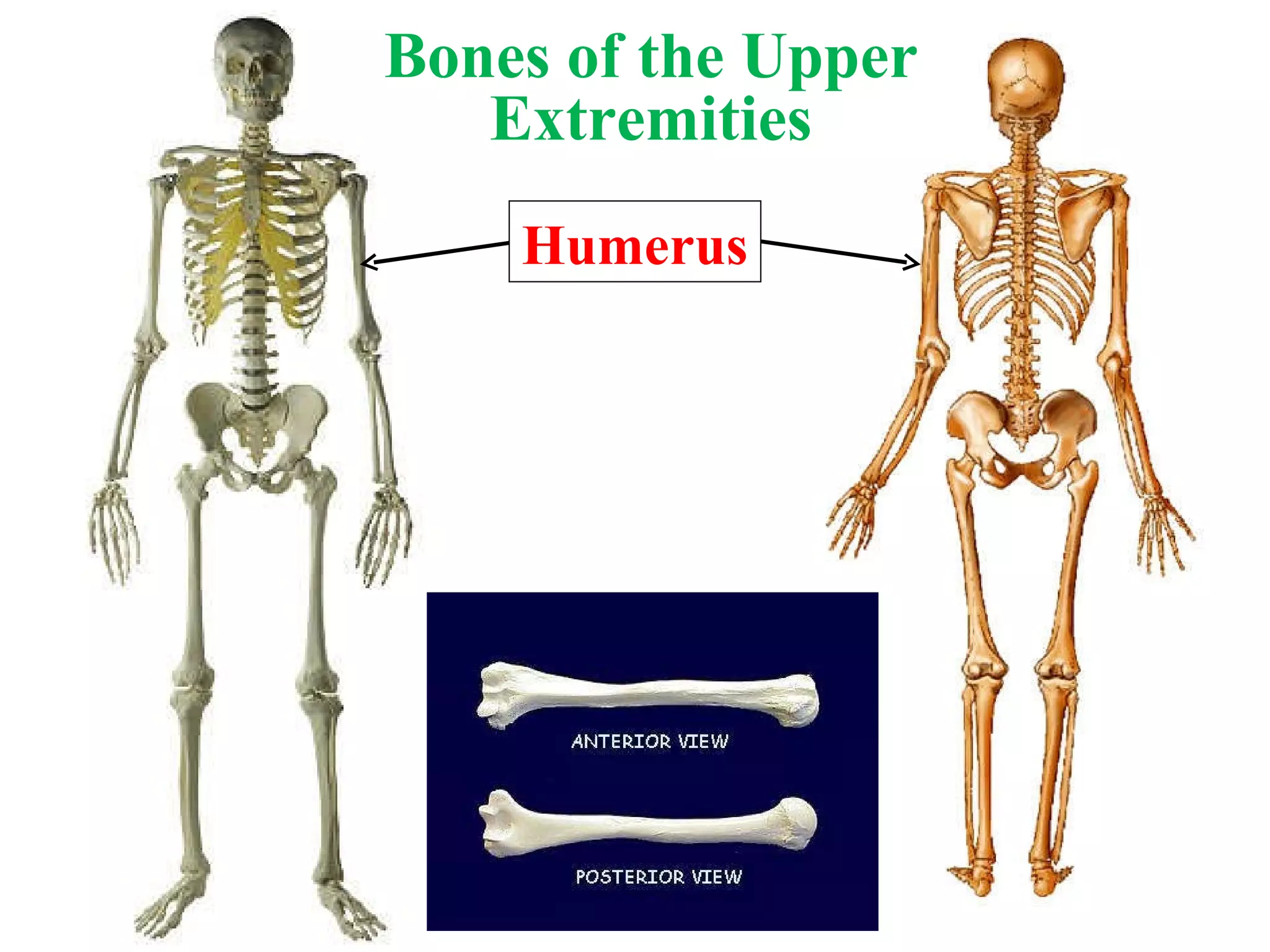 Bones of the Upper Extremities Humerus 