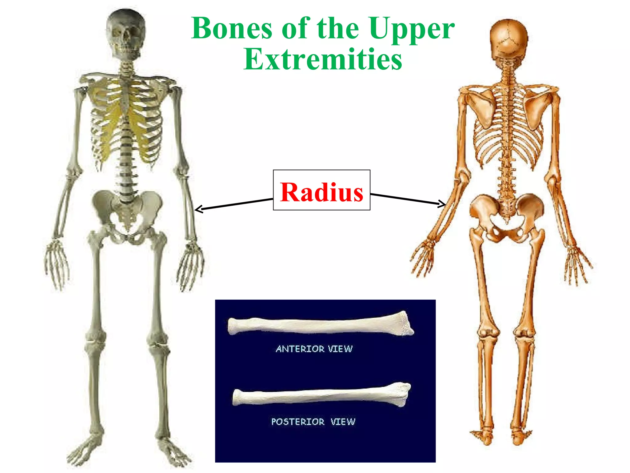 Bones of the Upper Extremities Radius 