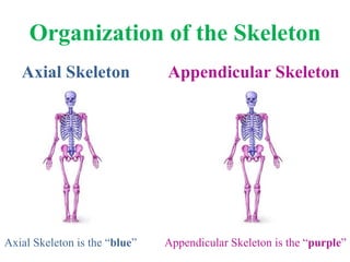 Organization of the Skeleton ,[object Object],[object Object],Axial Skeleton is the “ blue ” Appendicular Skeleton is the “ purple ” 