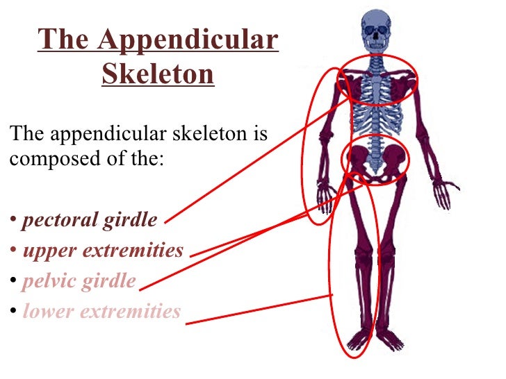 appendicular skeleton