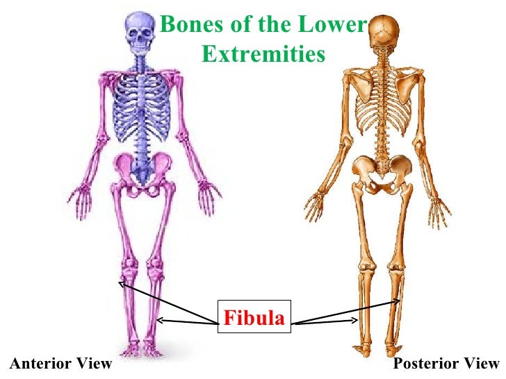 appendicular skeleton