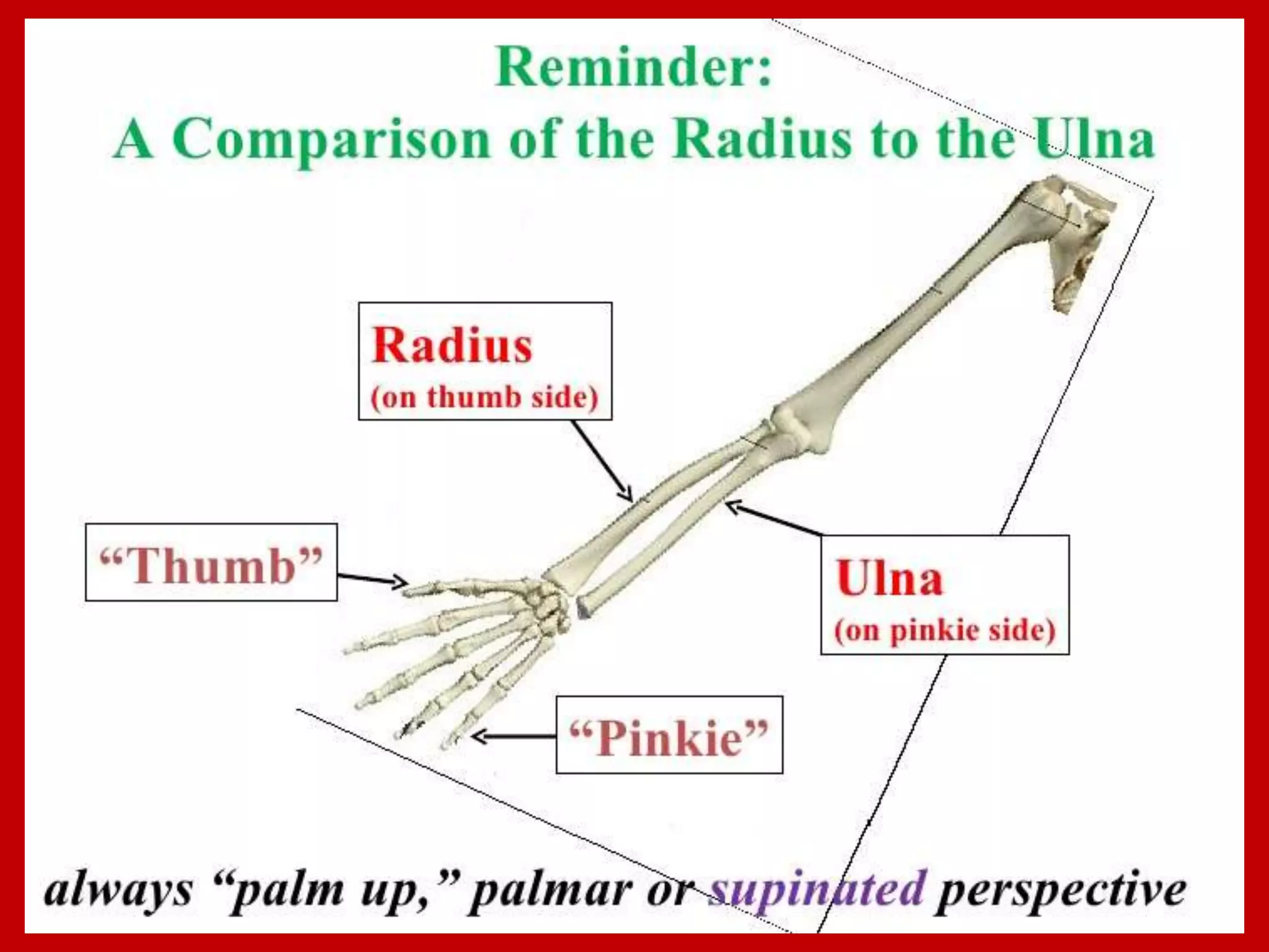 APPENDICULAR SKELTON