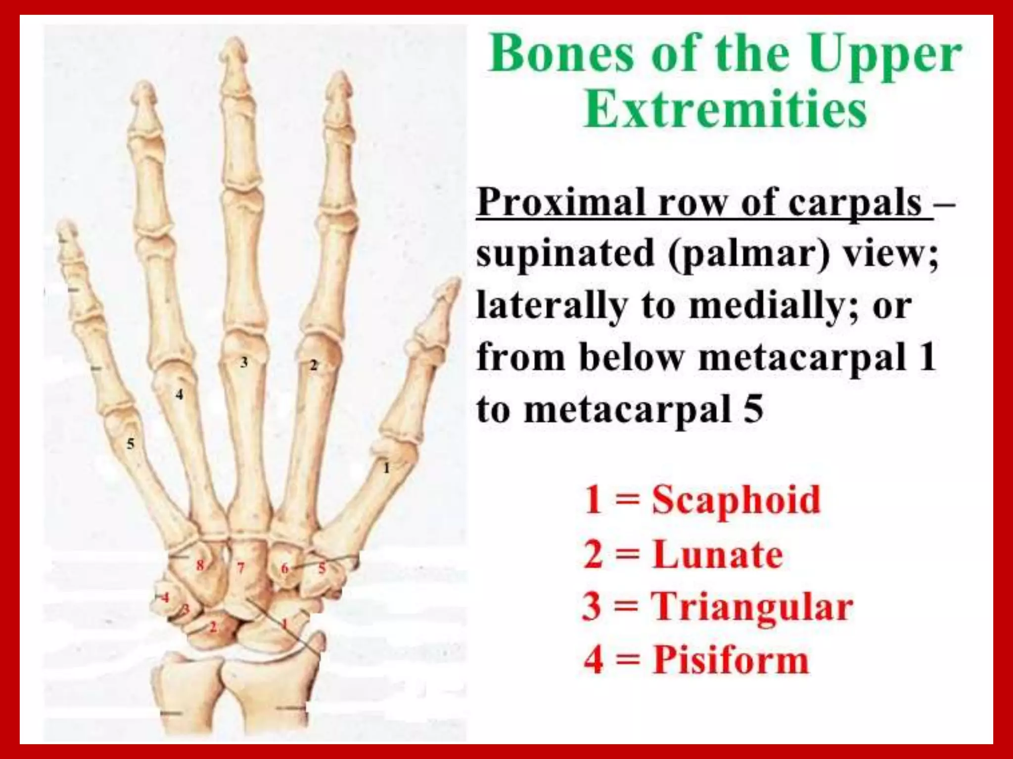 APPENDICULAR SKELTON