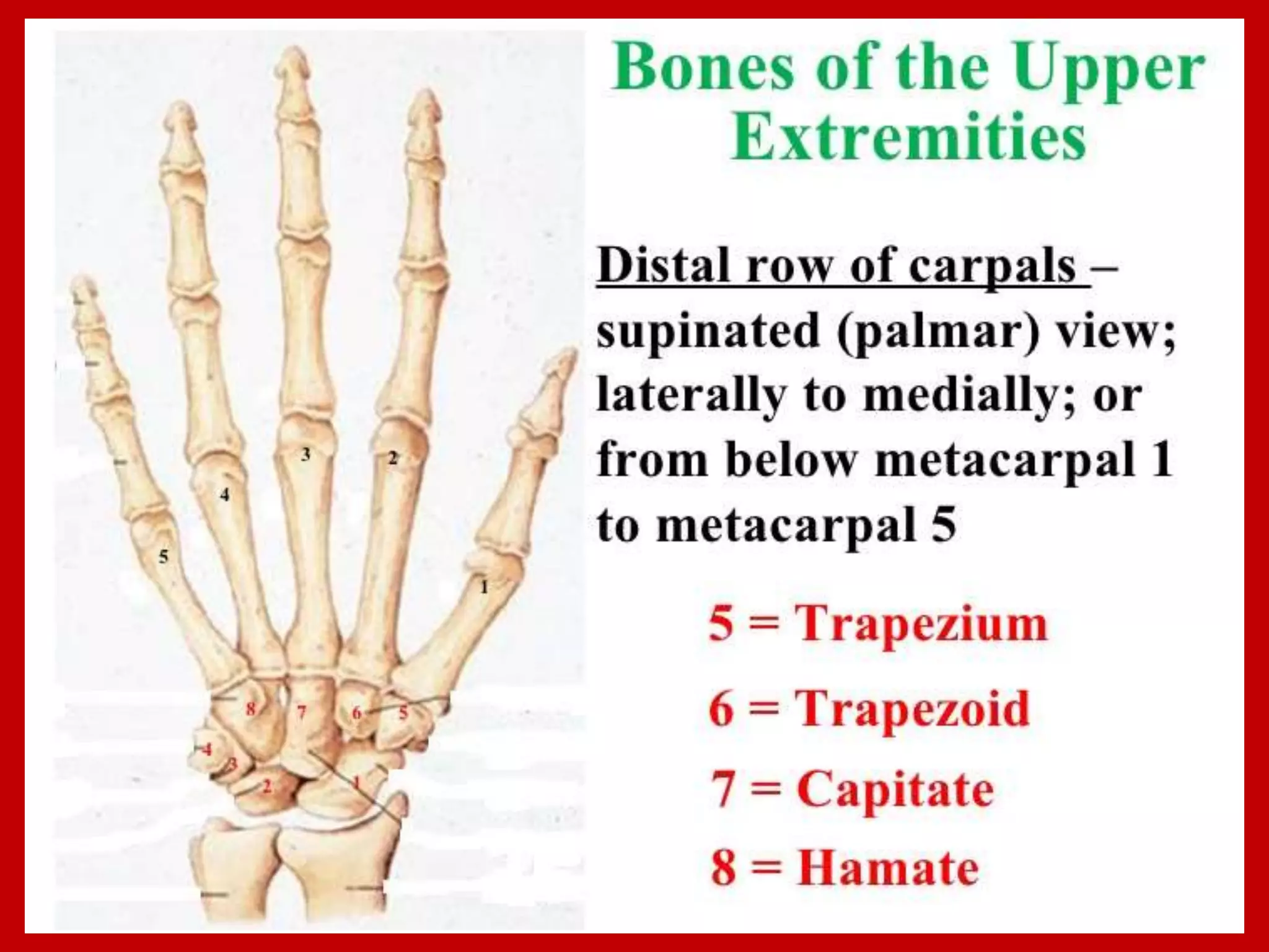 APPENDICULAR SKELTON