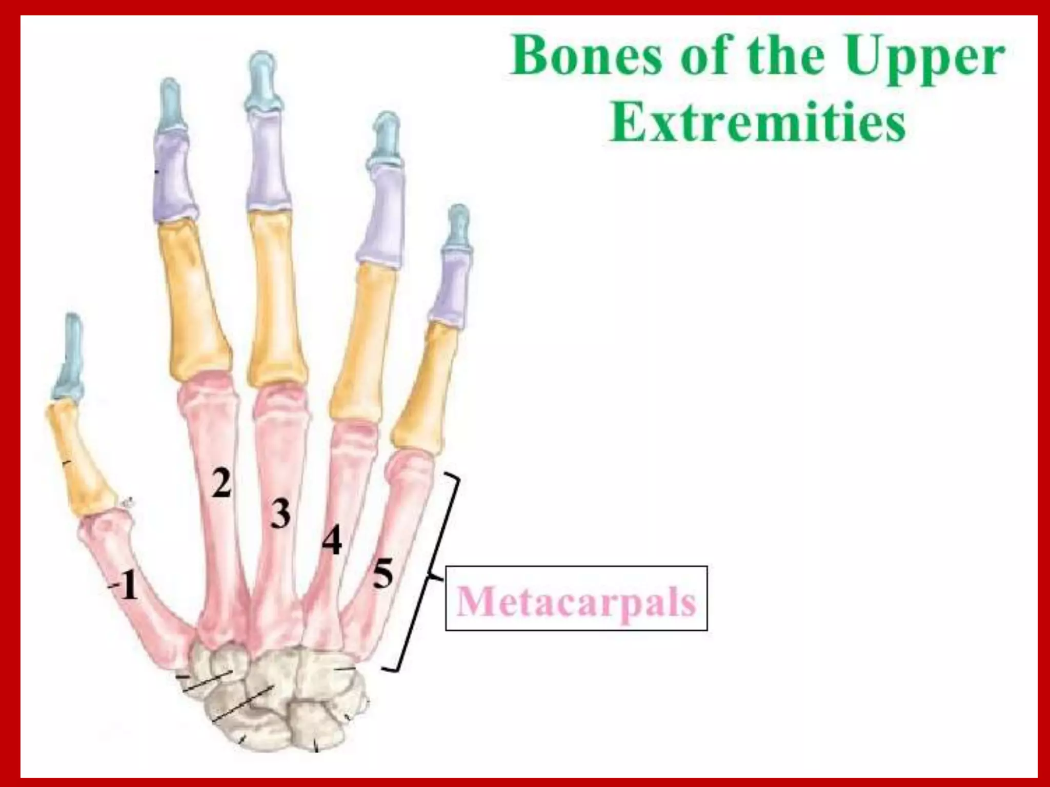 APPENDICULAR SKELTON