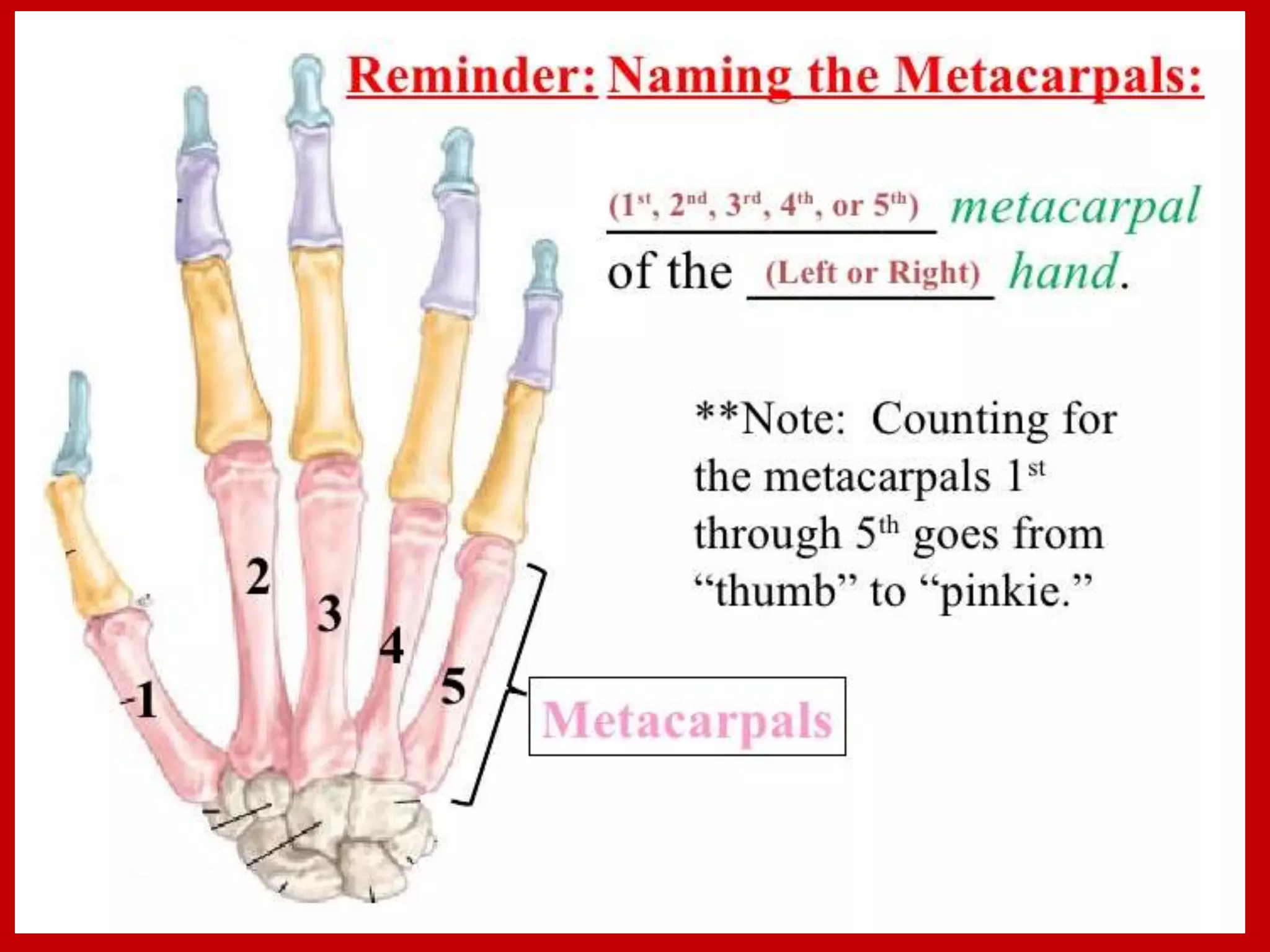APPENDICULAR SKELTON