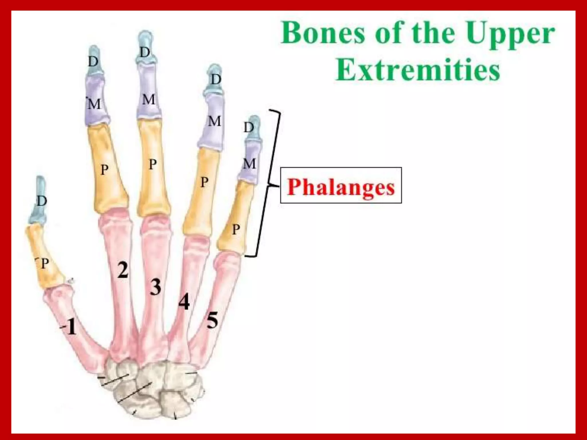 APPENDICULAR SKELTON