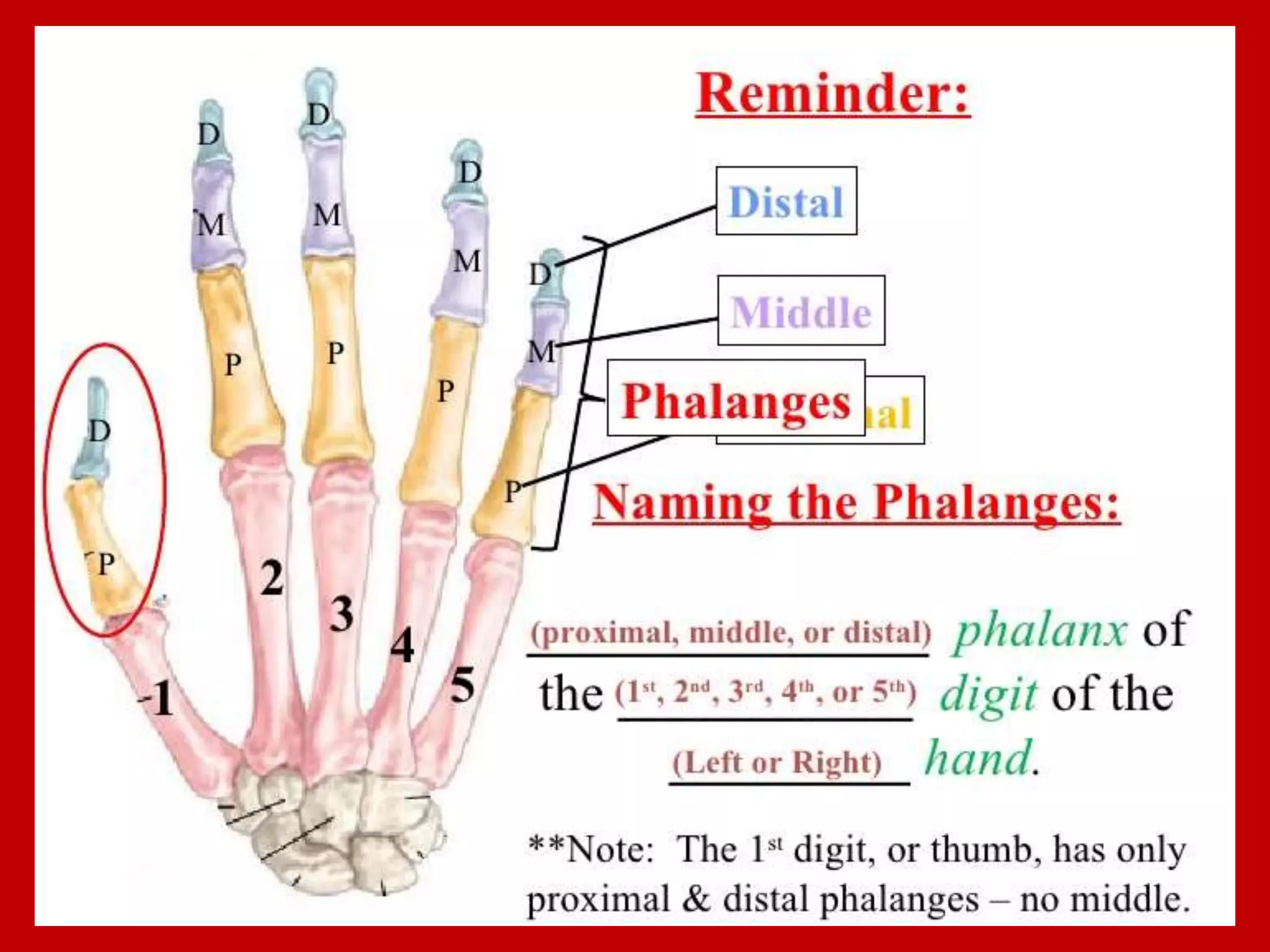 APPENDICULAR SKELTON
