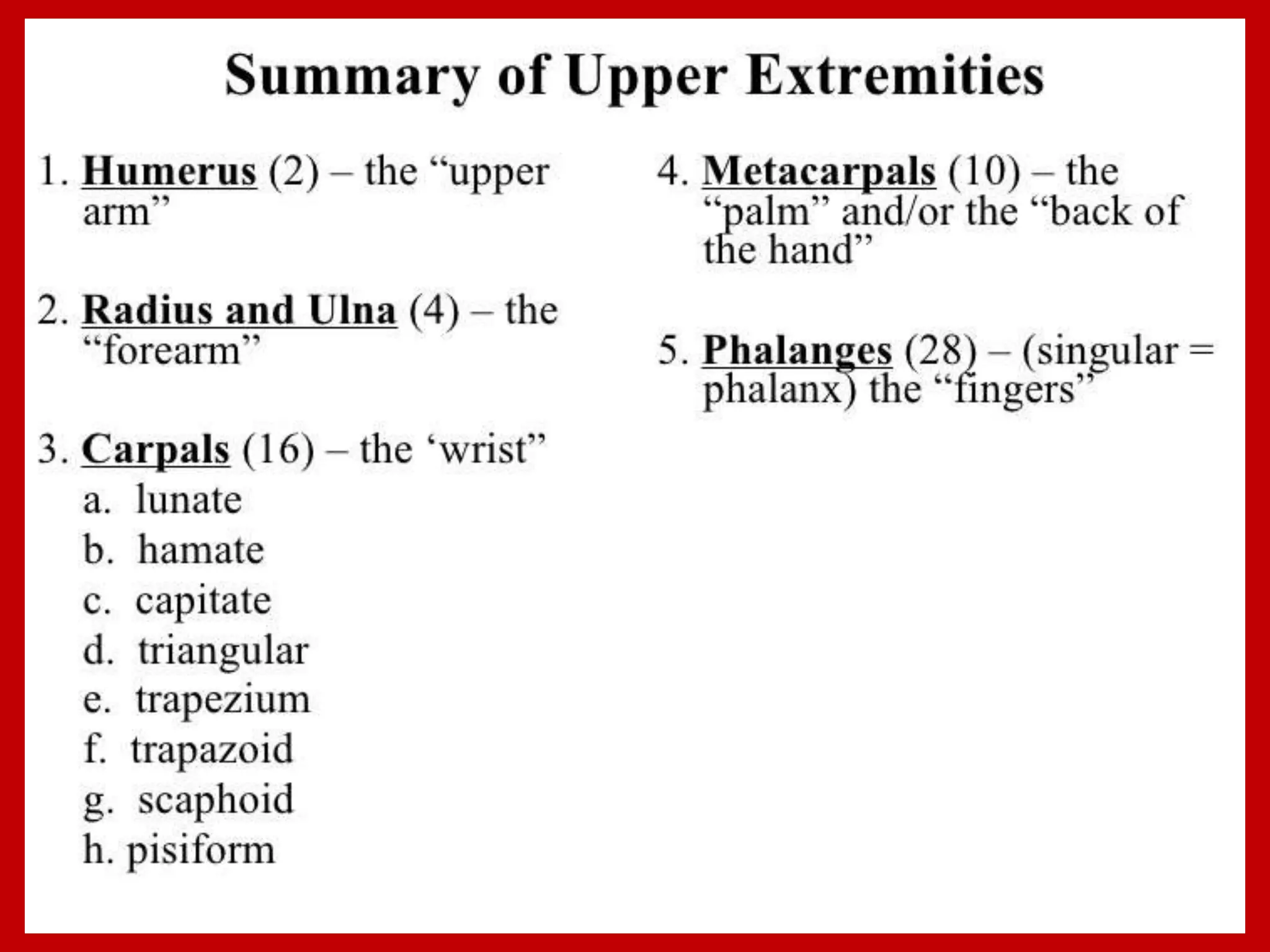 APPENDICULAR SKELTON