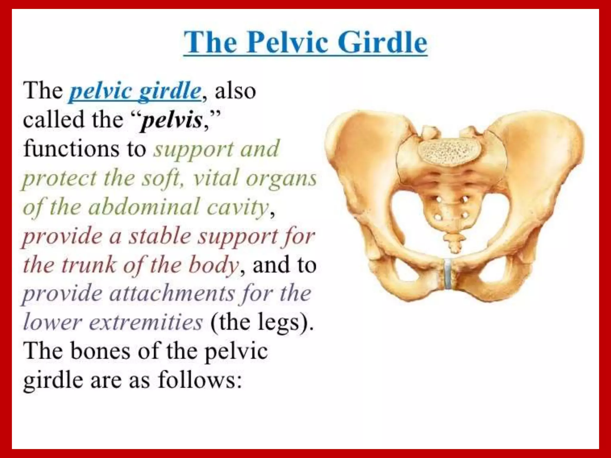 APPENDICULAR SKELTON