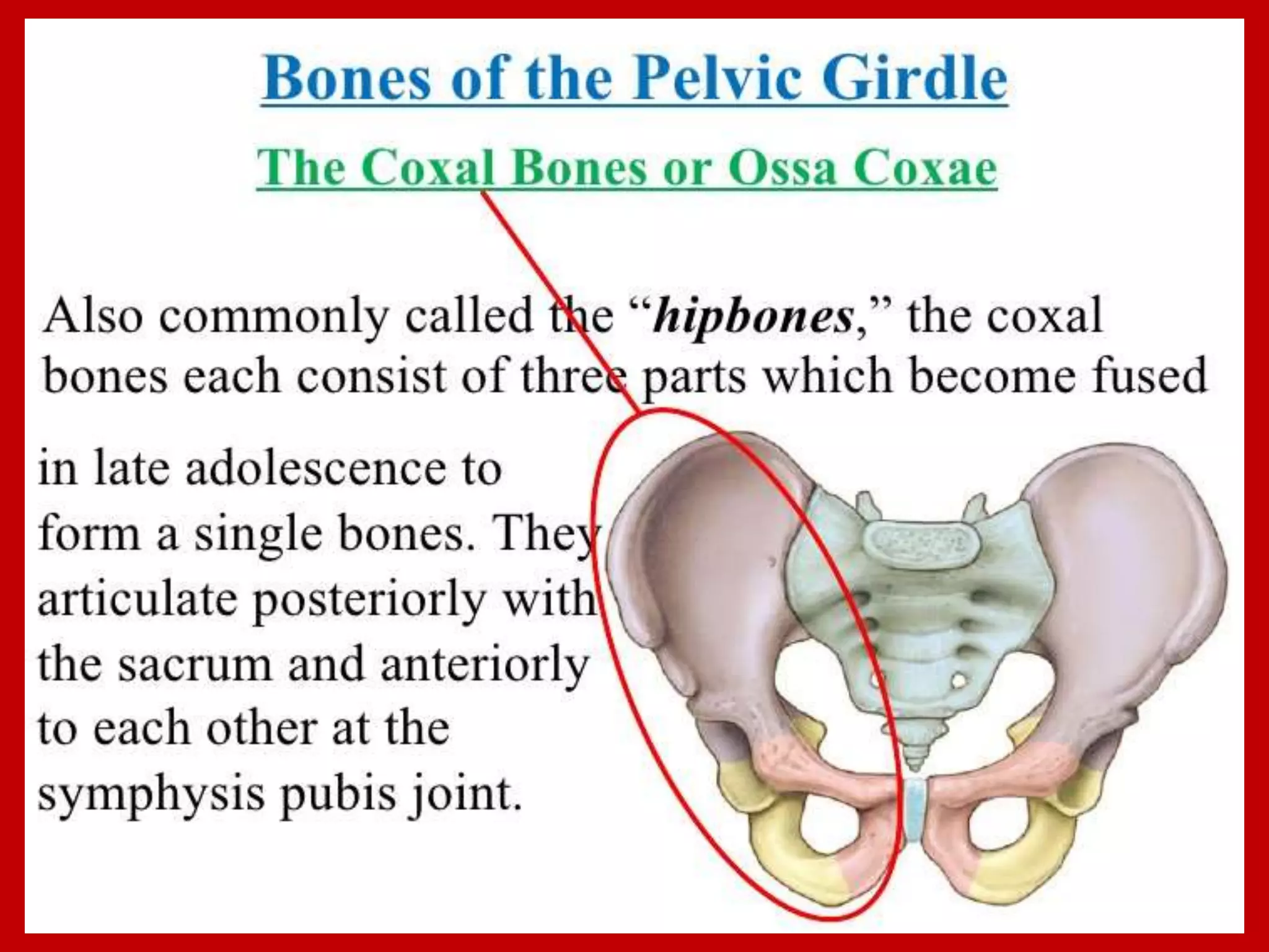 APPENDICULAR SKELTON