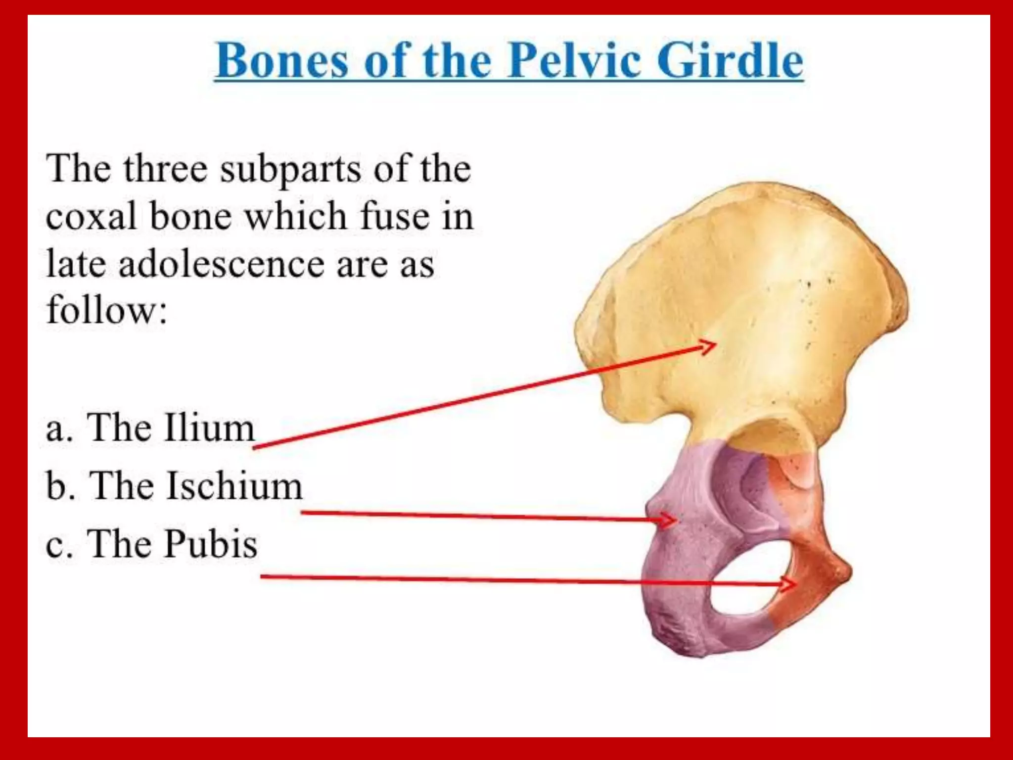 APPENDICULAR SKELTON