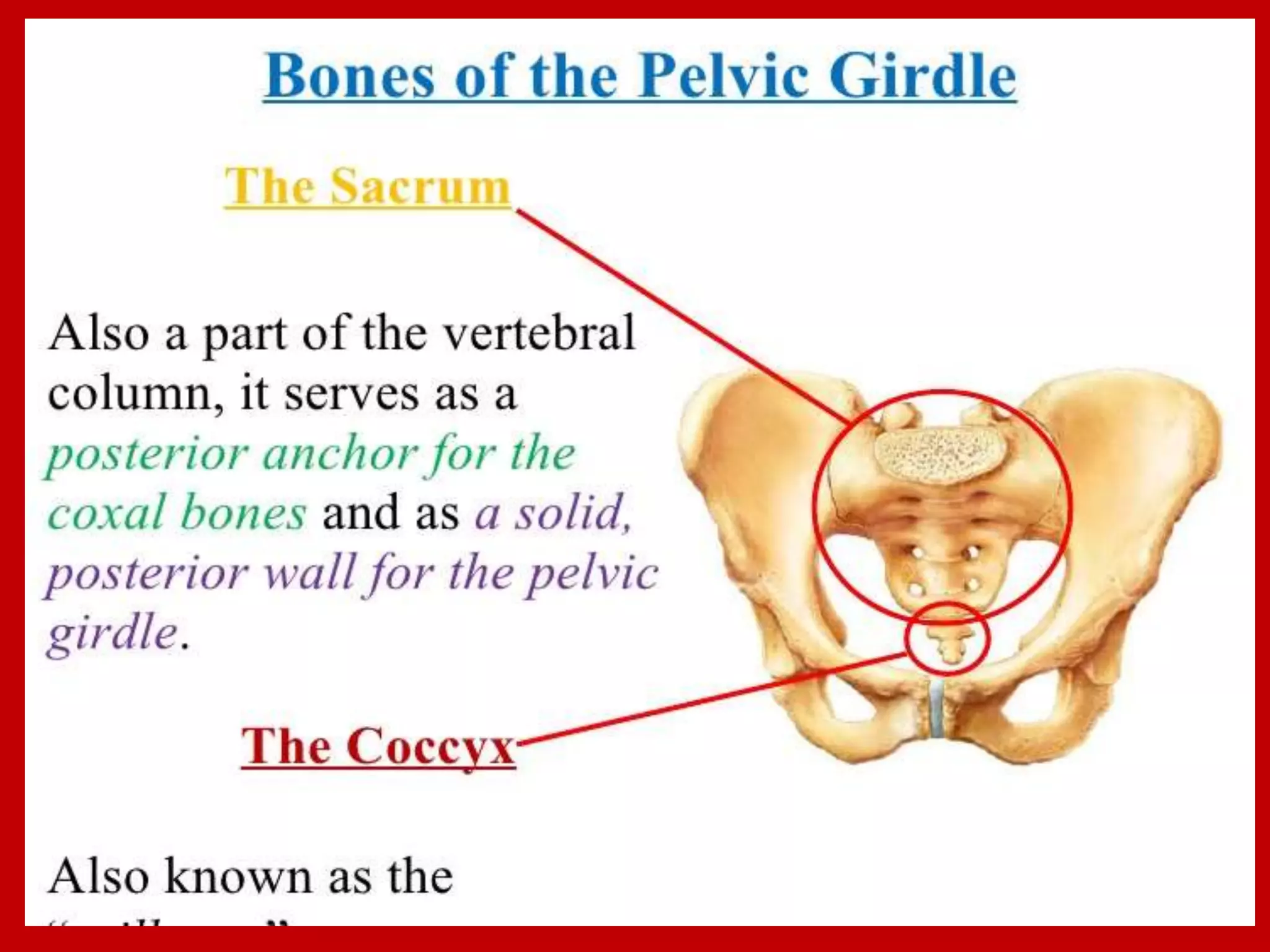 APPENDICULAR SKELTON