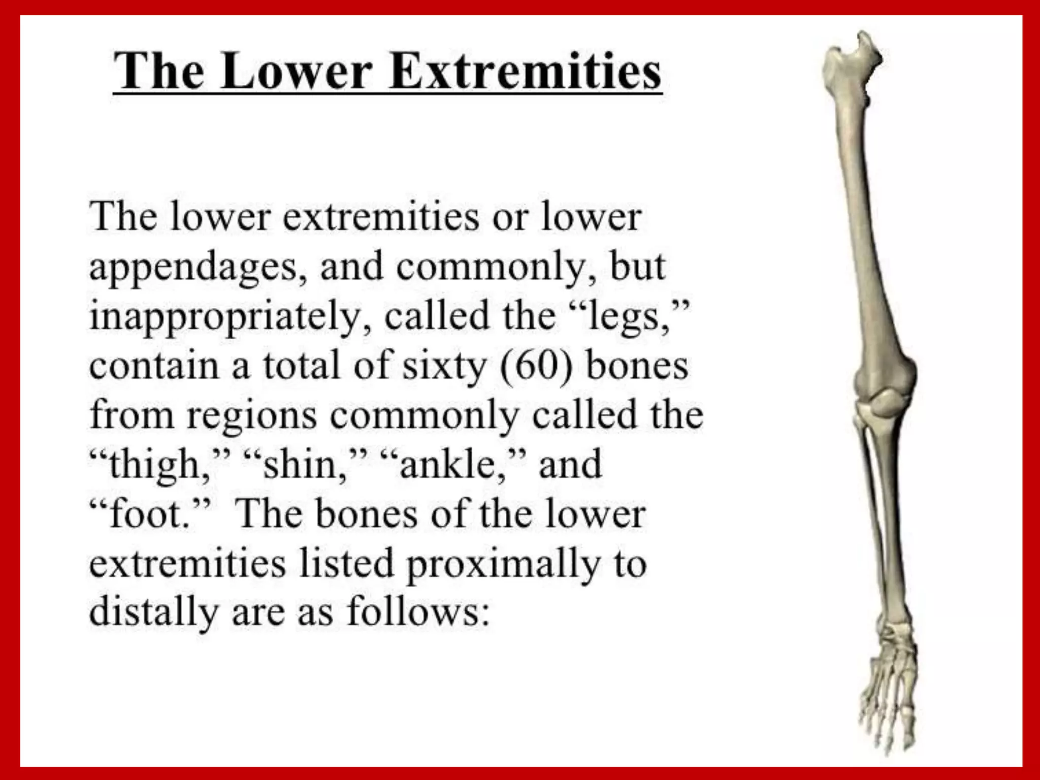 APPENDICULAR SKELTON