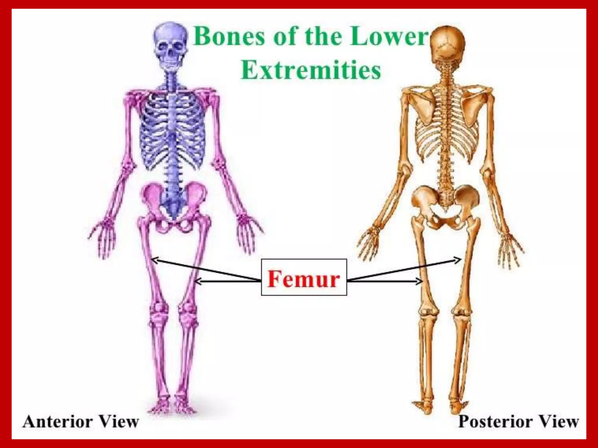 APPENDICULAR SKELTON