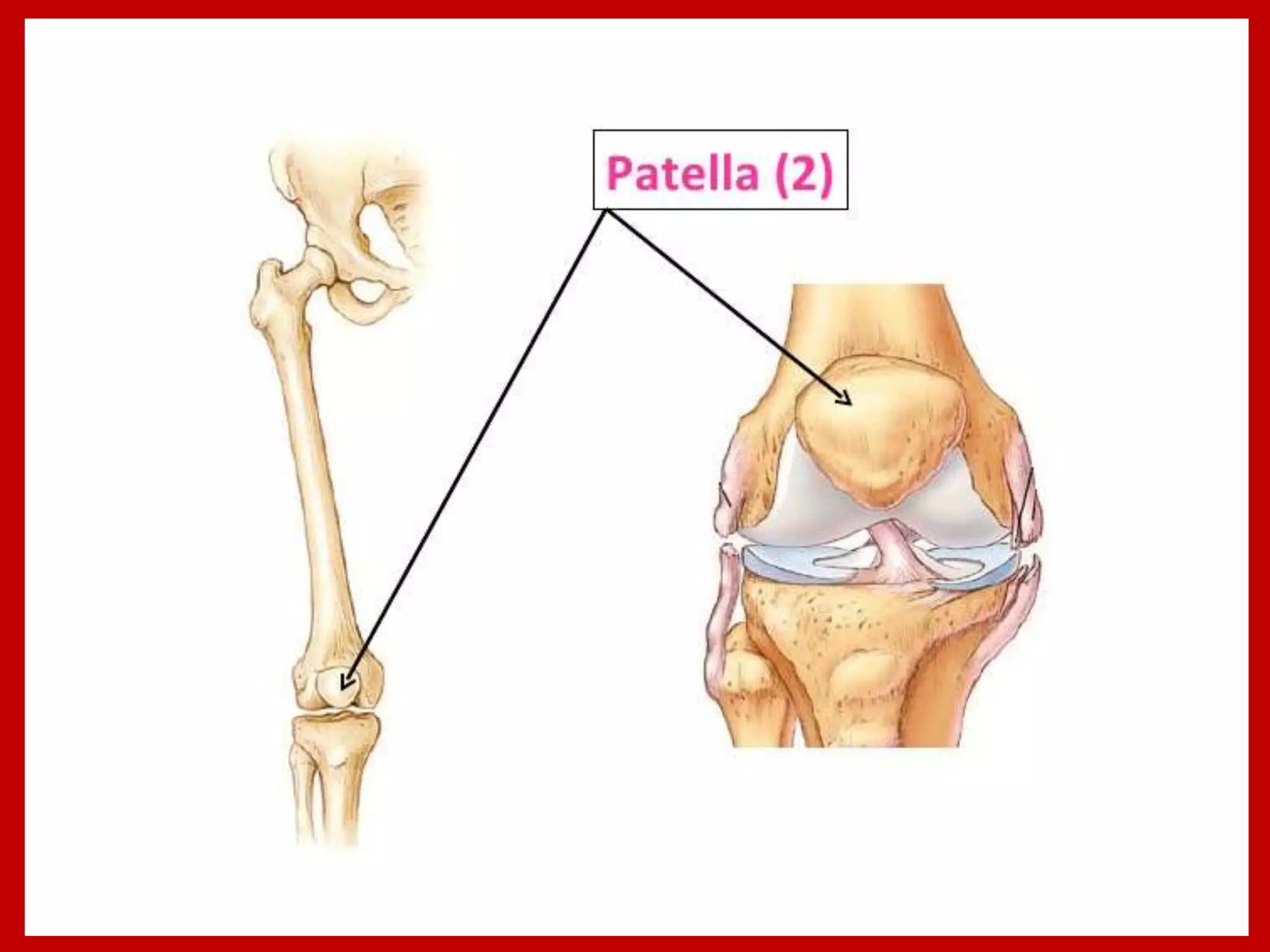 APPENDICULAR SKELTON