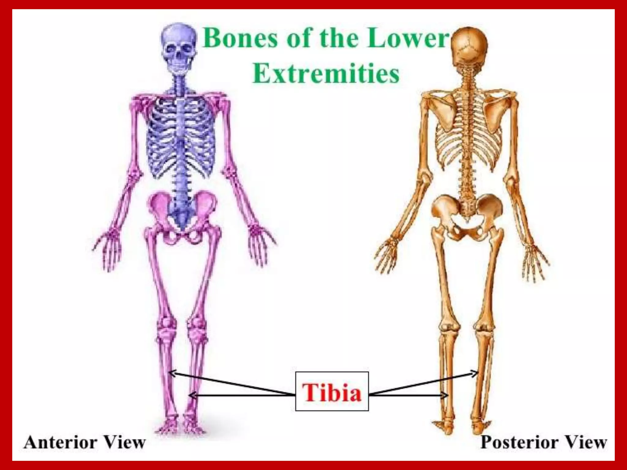 APPENDICULAR SKELTON
