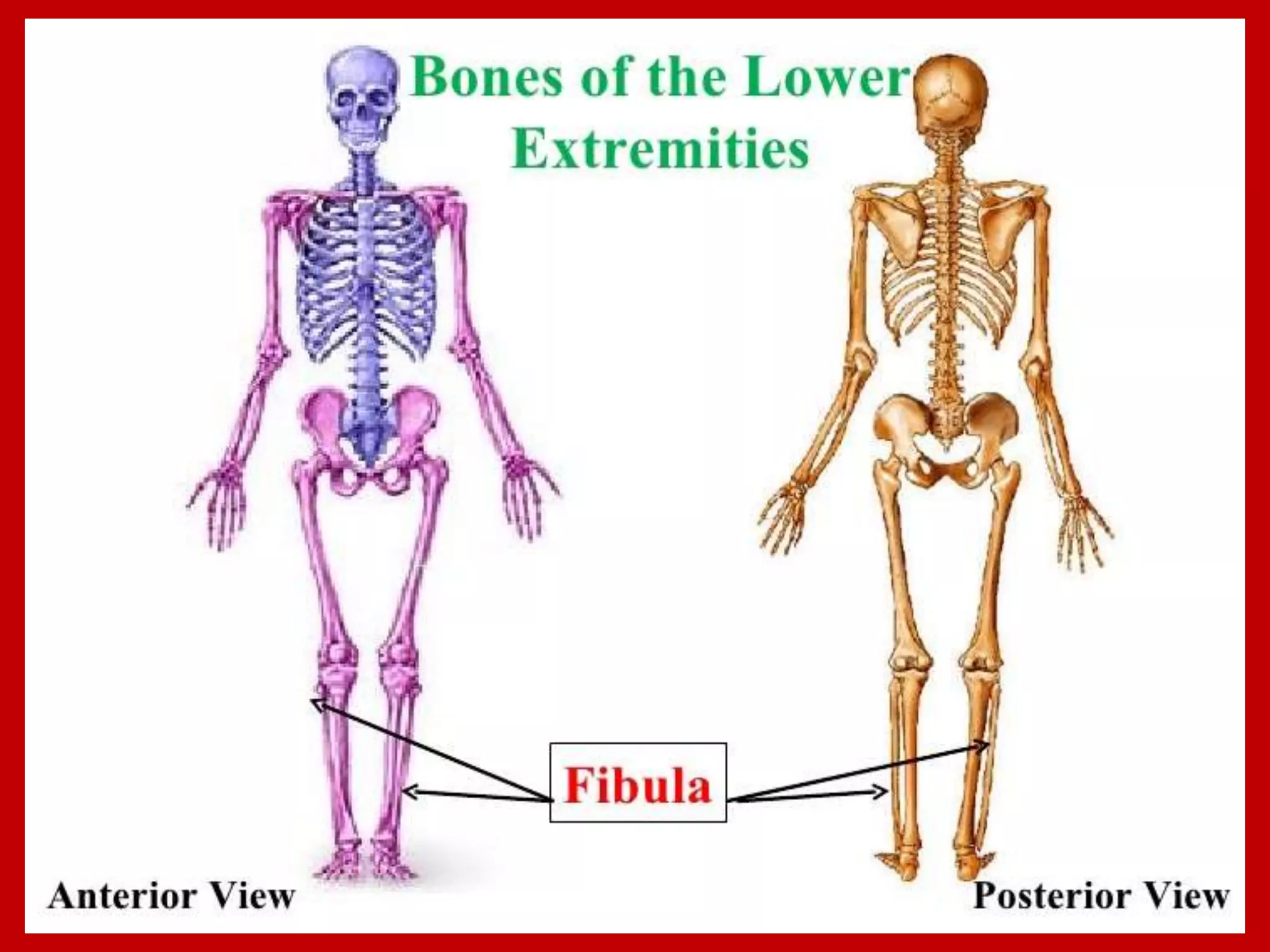 APPENDICULAR SKELTON