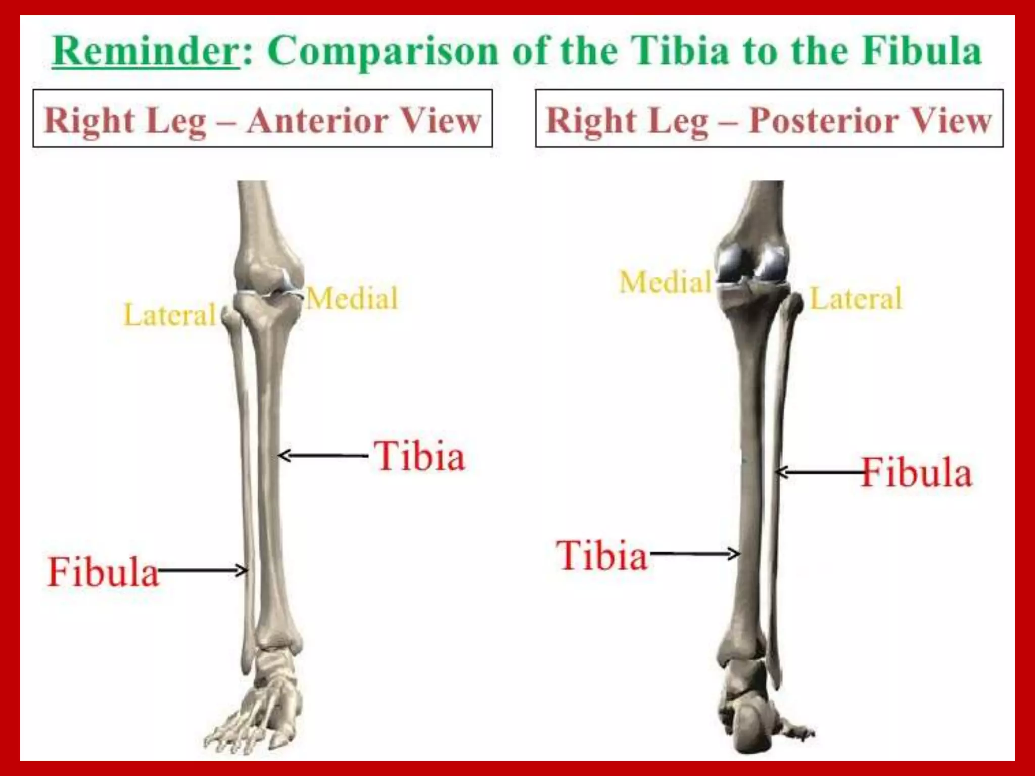 APPENDICULAR SKELTON
