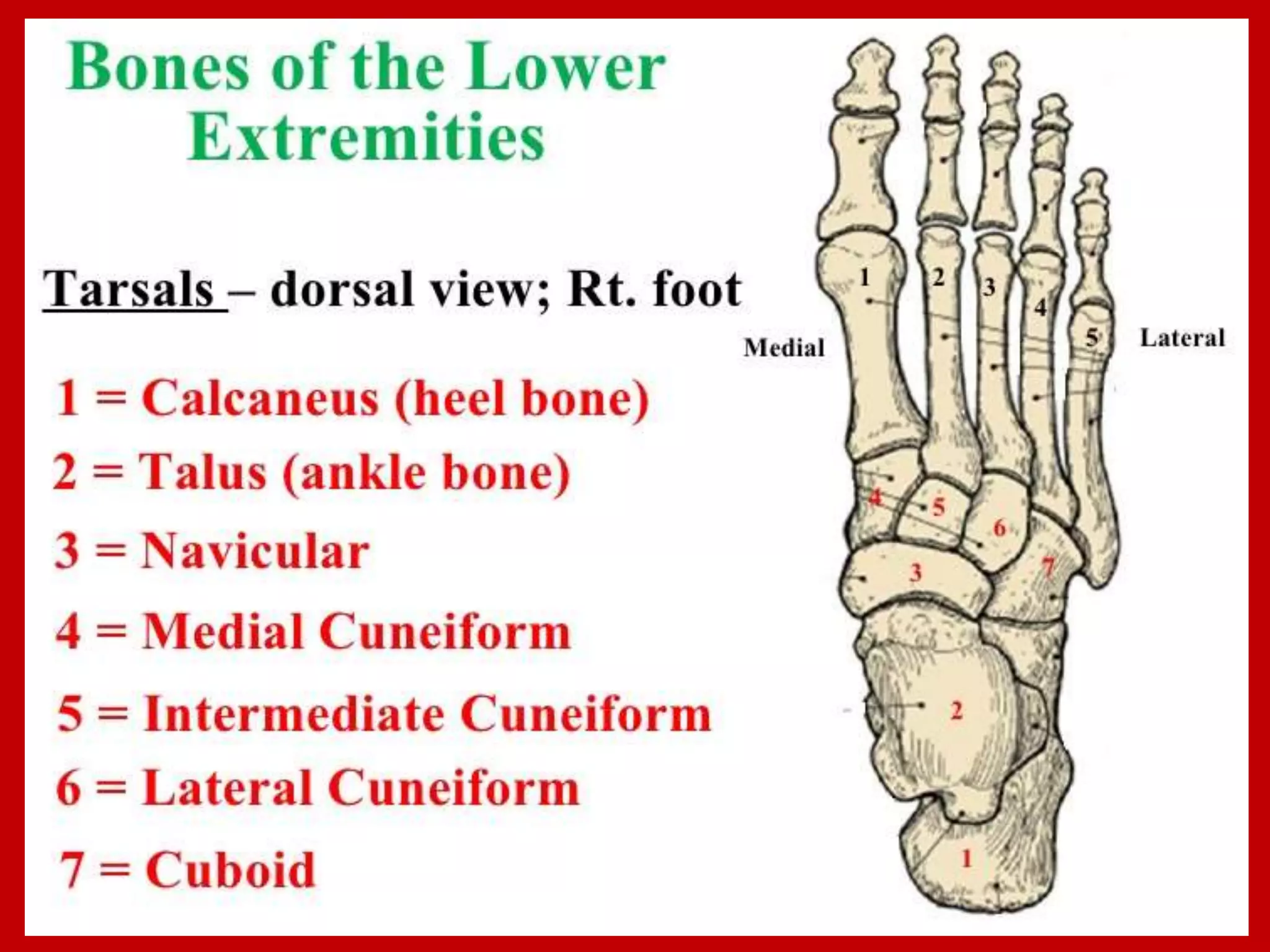 APPENDICULAR SKELTON