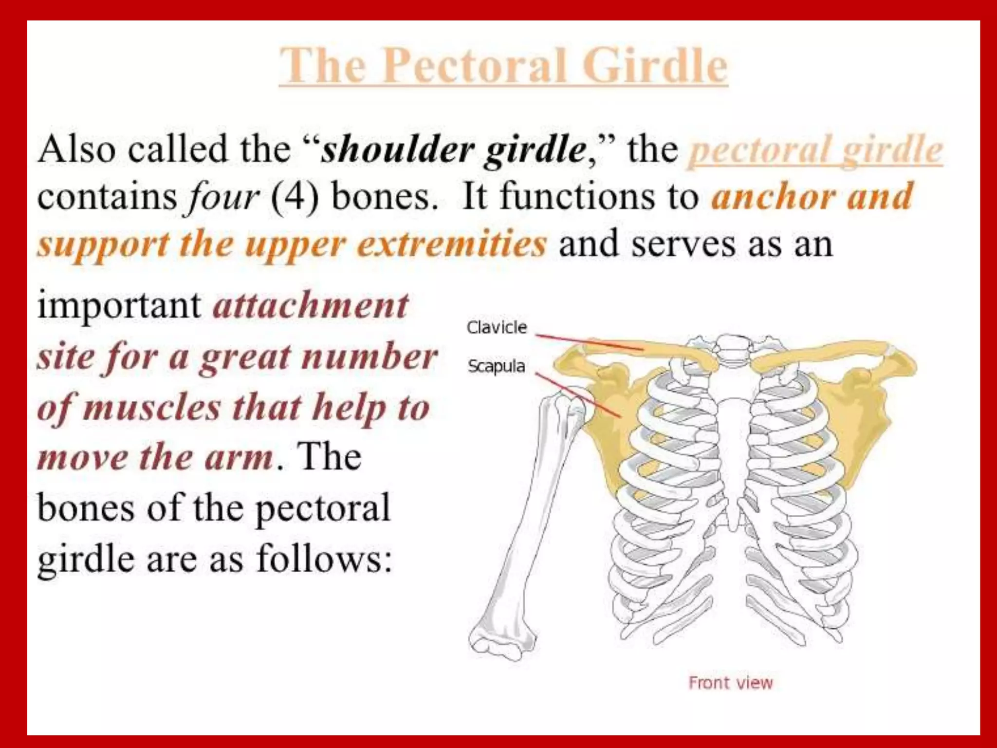 APPENDICULAR SKELTON