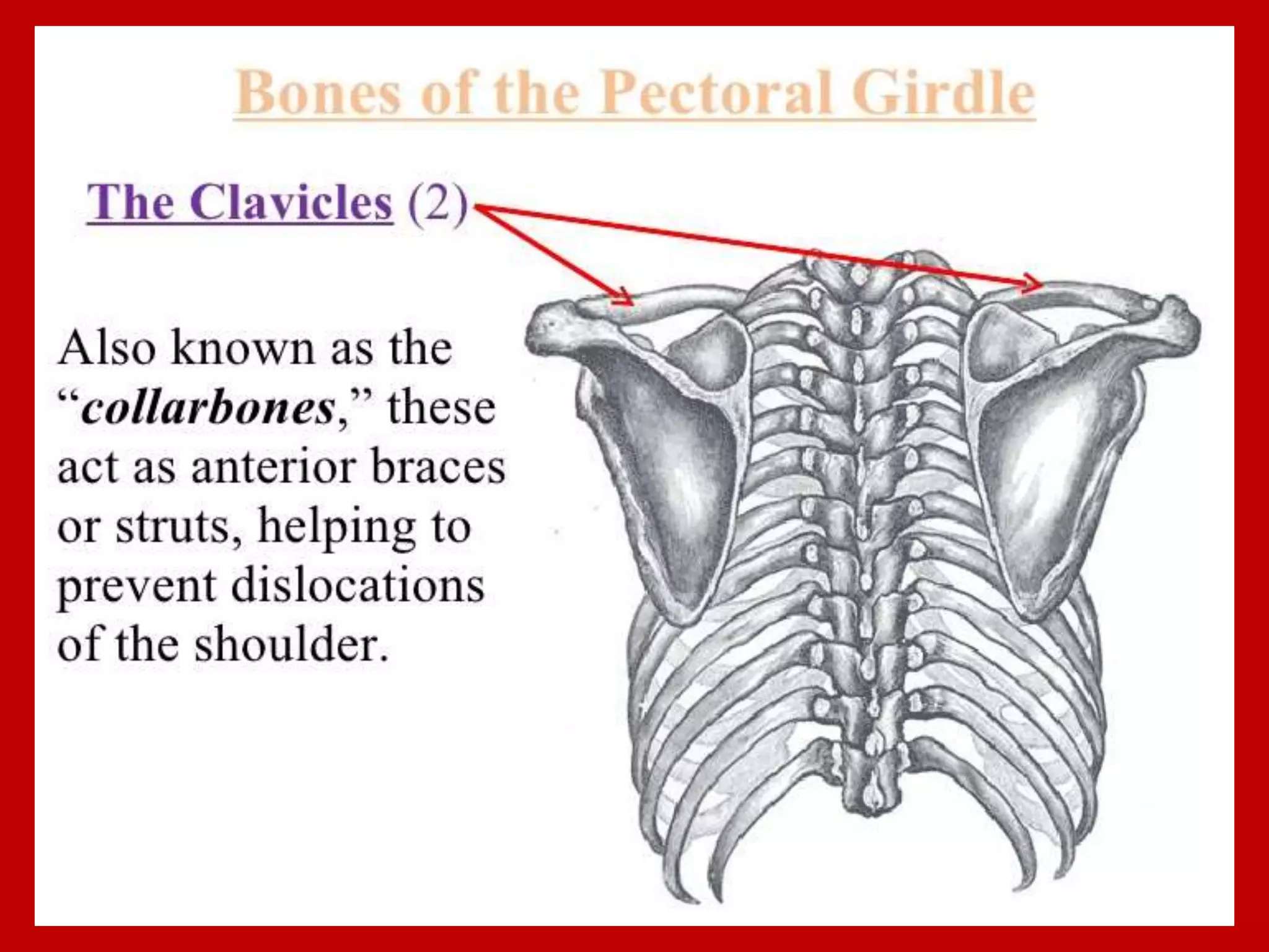 APPENDICULAR SKELTON