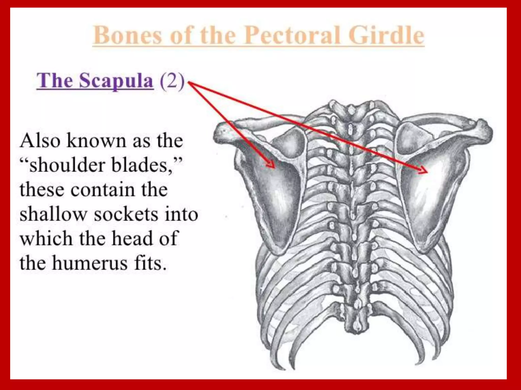 APPENDICULAR SKELTON