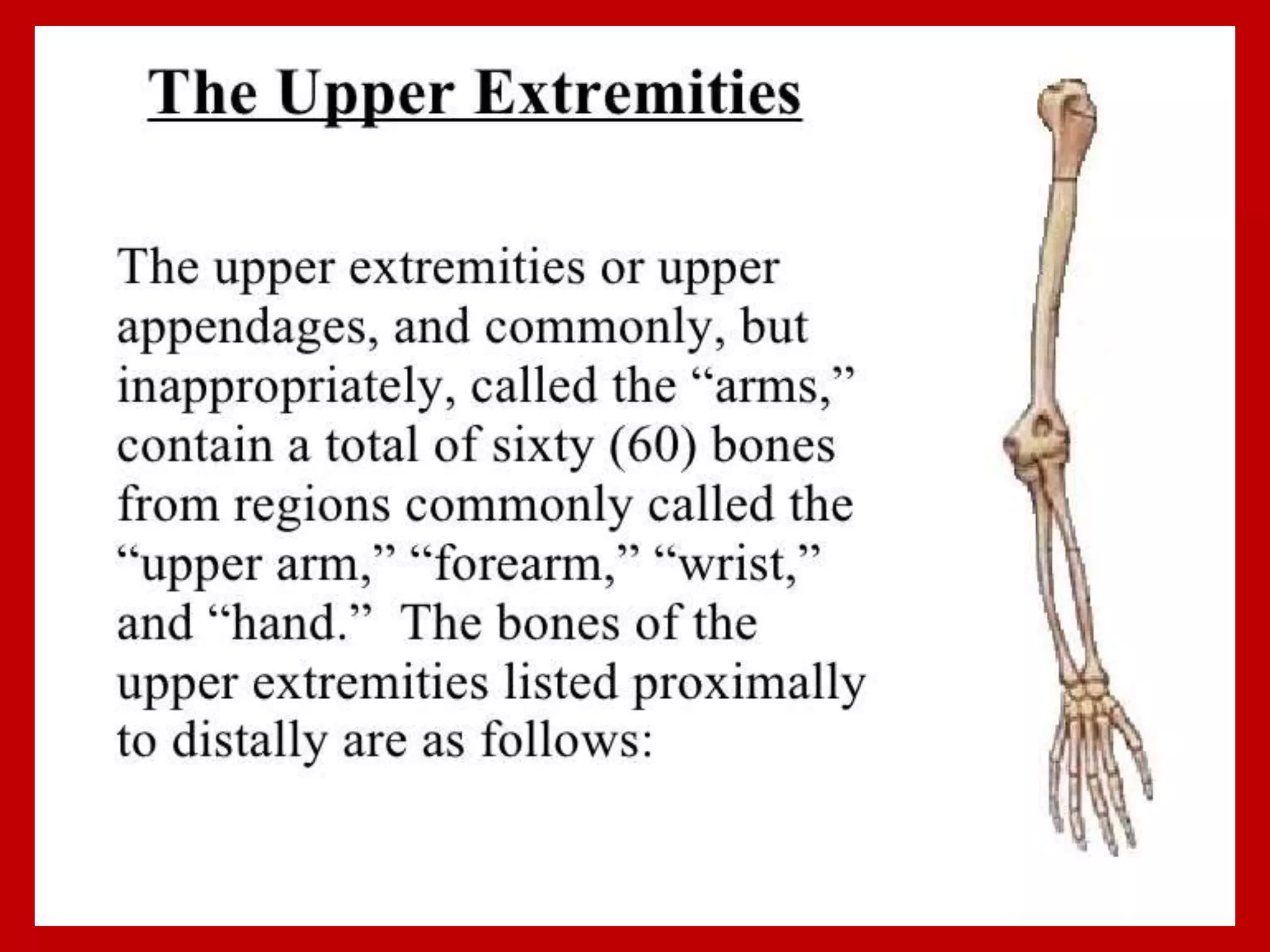 APPENDICULAR SKELTON