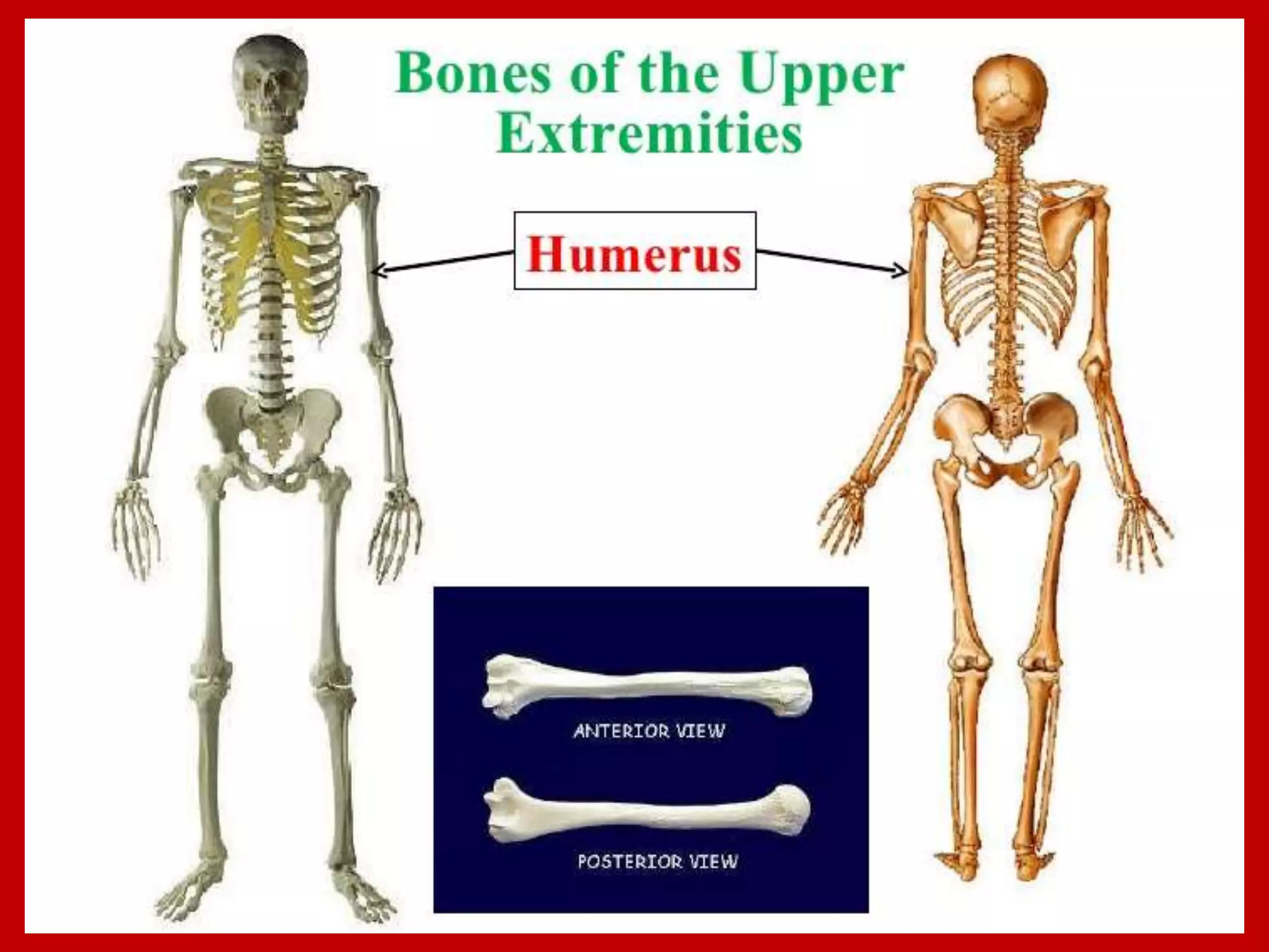 APPENDICULAR SKELTON