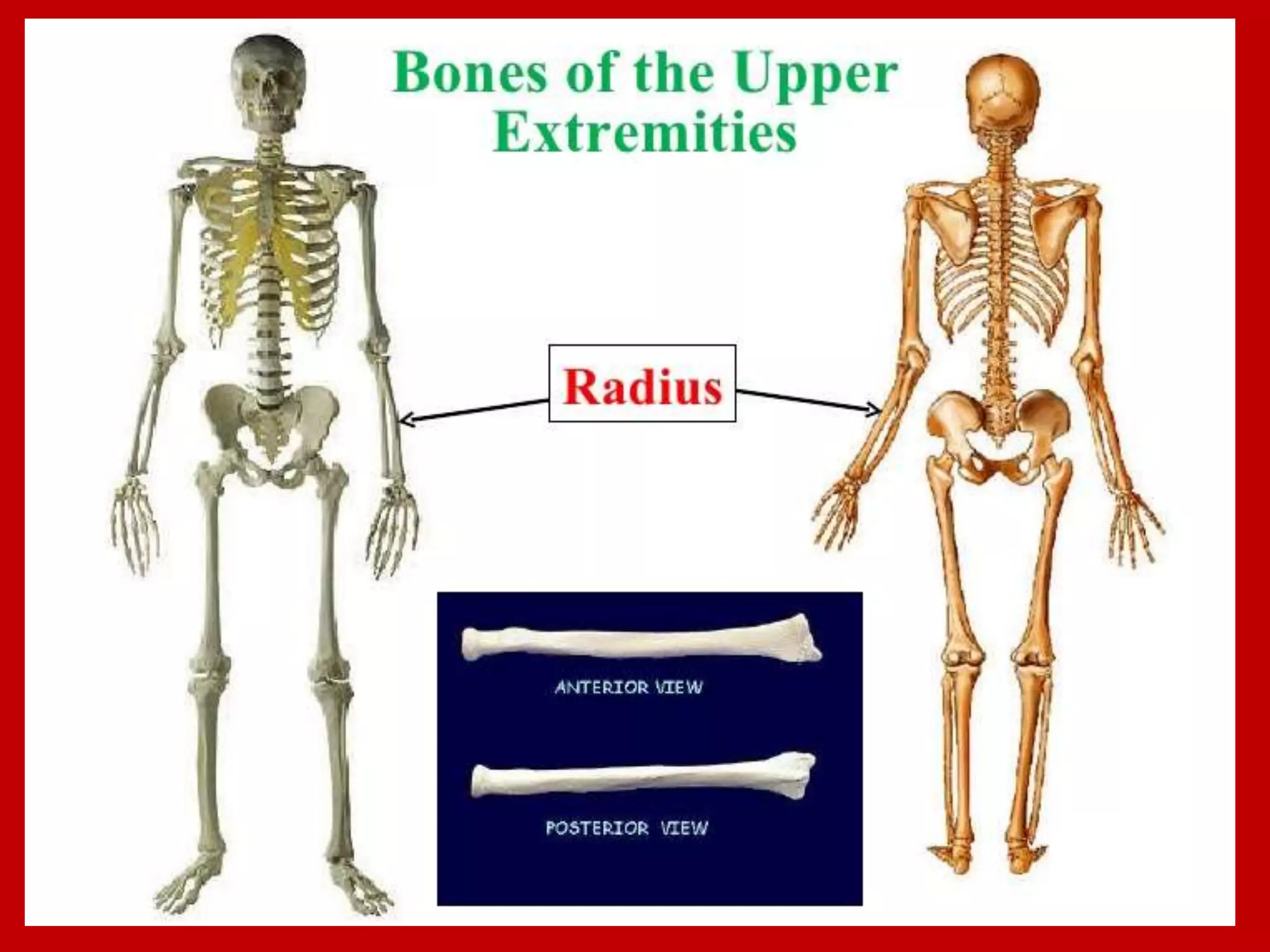 APPENDICULAR SKELTON
