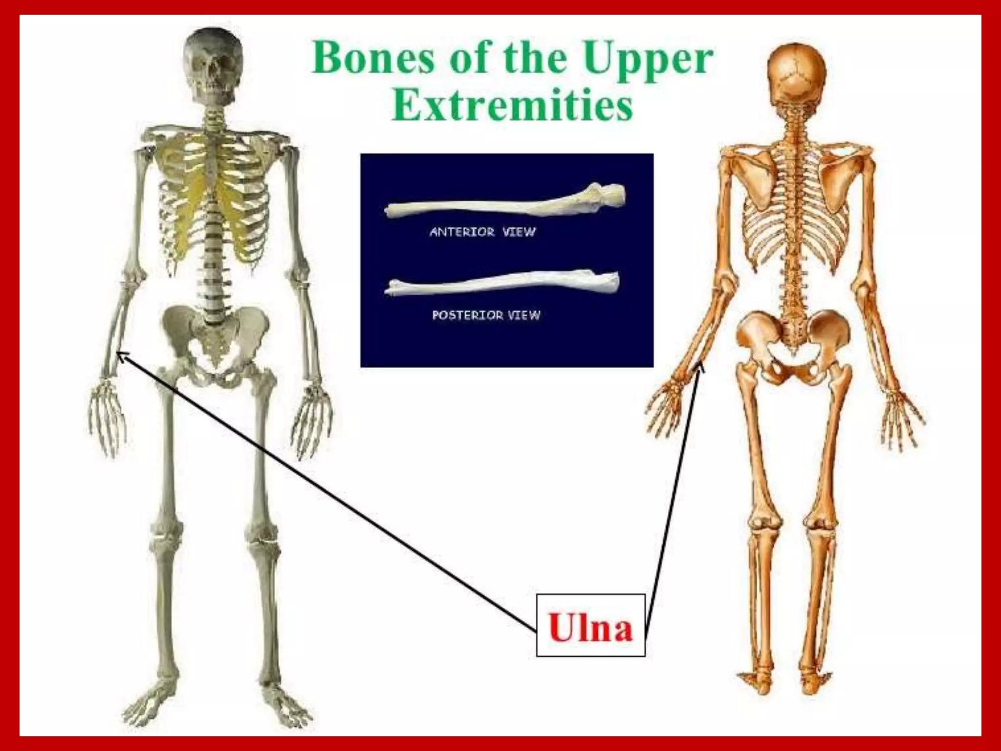 APPENDICULAR SKELTON