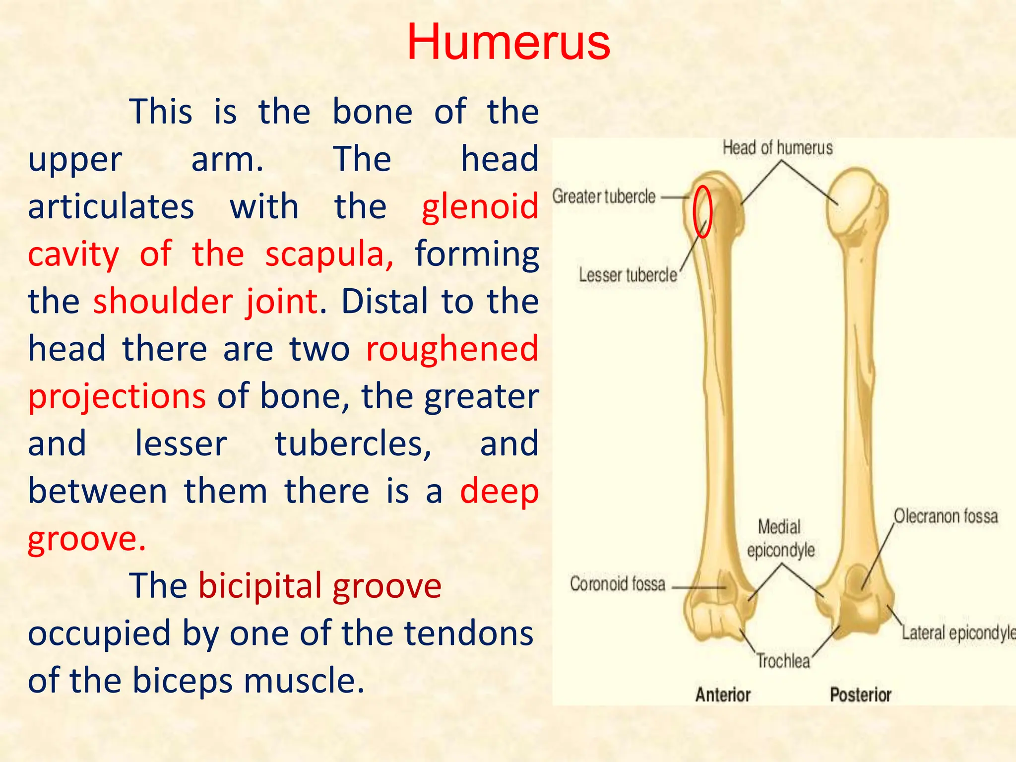 Humerus
This is the bone of the
upper arm. The head
articulates with the glenoid
cavity of the scapula, forming
the shoulder joint. Distal to the
head there are two roughened
projections of bone, the greater
and lesser tubercles, and
between them there is a deep
groove.
The bicipital groove
occupied by one of the tendons
of the biceps muscle.
 