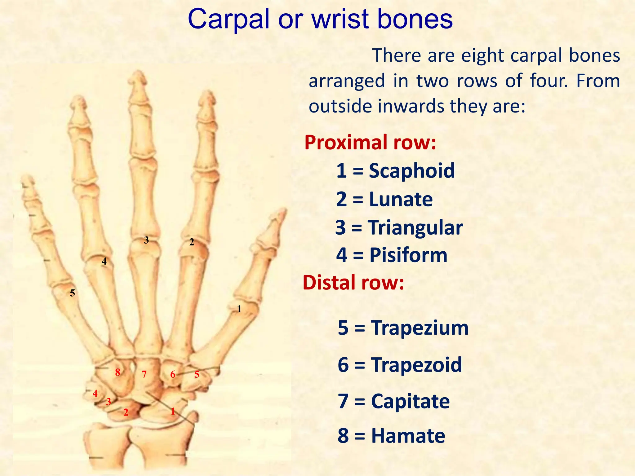 There are eight carpal bones
arranged in two rows of four. From
outside inwards they are:
Carpal or wrist bones
5
1
2
3
4
4
3
2 1
6 5
7
8
Proximal row:
1 = Scaphoid
2 = Lunate
3 = Triangular
4 = Pisiform
Distal row:
5 = Trapezium
6 = Trapezoid
7 = Capitate
8 = Hamate
 