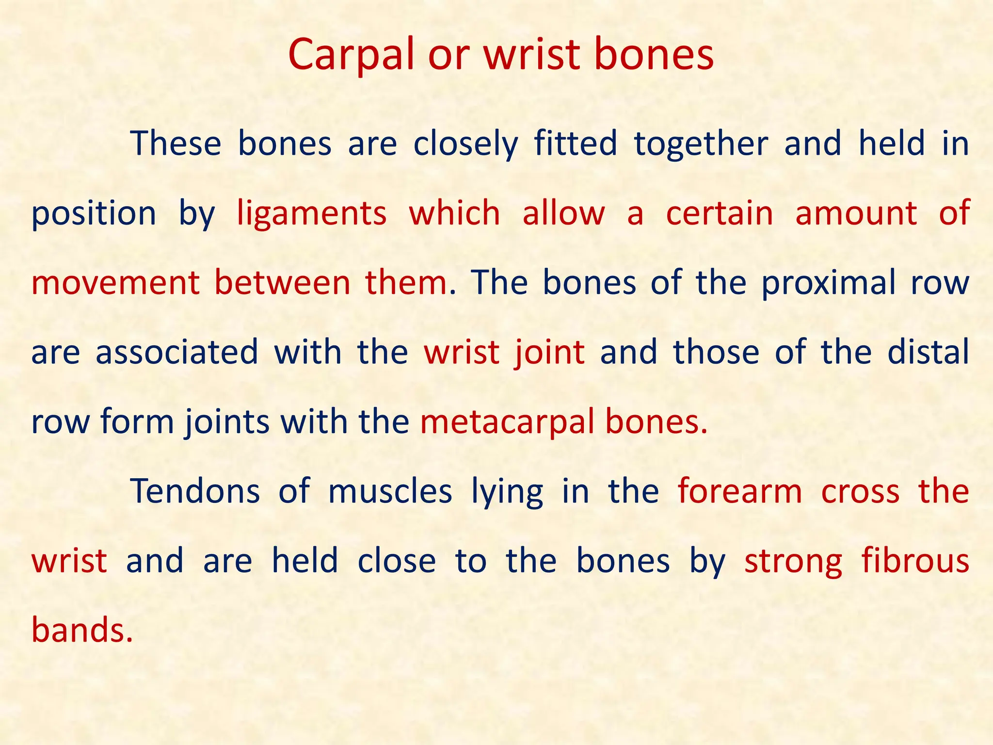 These bones are closely fitted together and held in
position by ligaments which allow a certain amount of
movement between them. The bones of the proximal row
are associated with the wrist joint and those of the distal
row form joints with the metacarpal bones.
Tendons of muscles lying in the forearm cross the
wrist and are held close to the bones by strong fibrous
bands.
Carpal or wrist bones
 