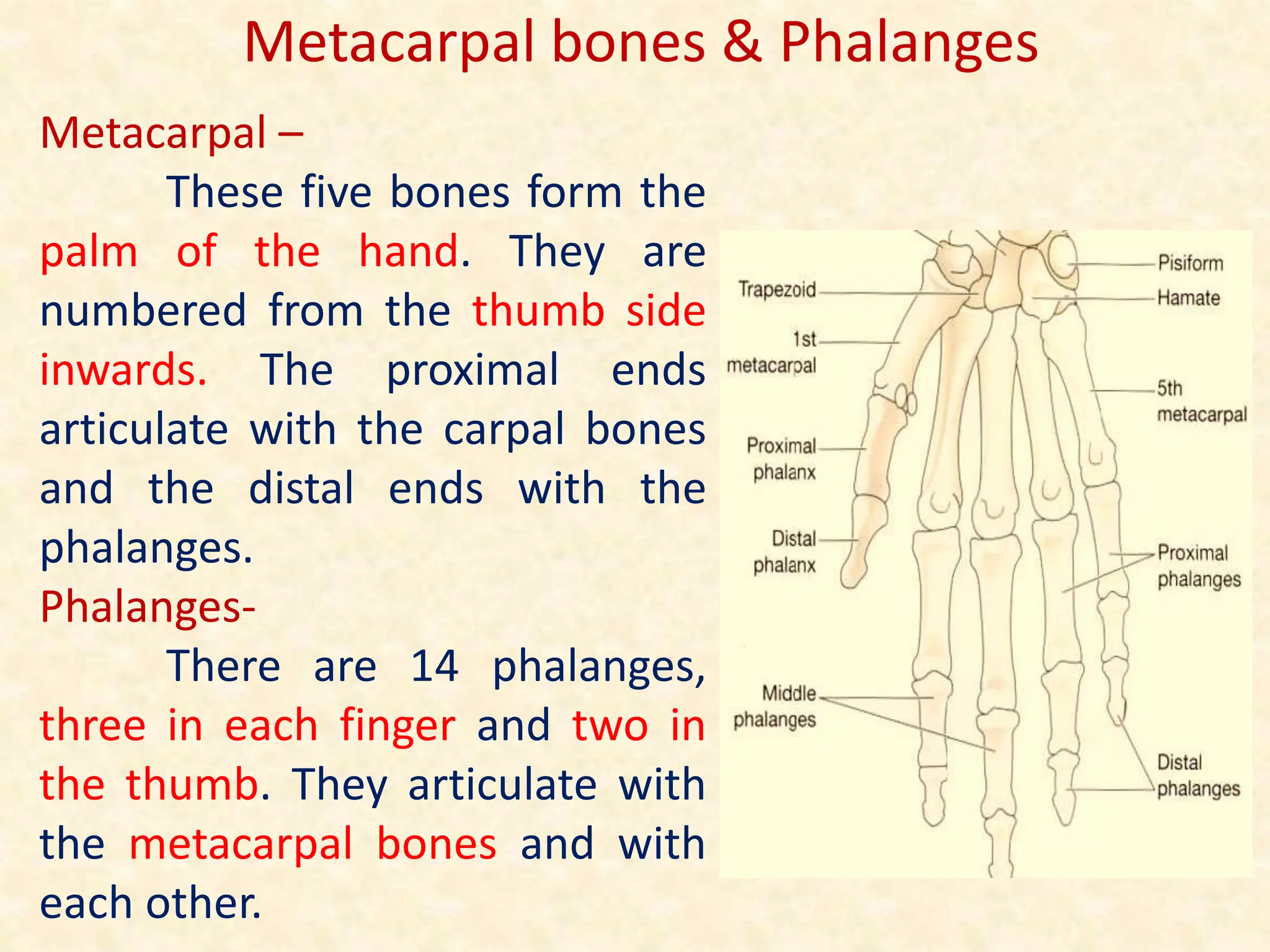 Metacarpal –
These five bones form the
palm of the hand. They are
numbered from the thumb side
inwards. The proximal ends
articulate with the carpal bones
and the distal ends with the
phalanges.
Phalanges-
There are 14 phalanges,
three in each finger and two in
the thumb. They articulate with
the metacarpal bones and with
each other.
Metacarpal bones & Phalanges
 