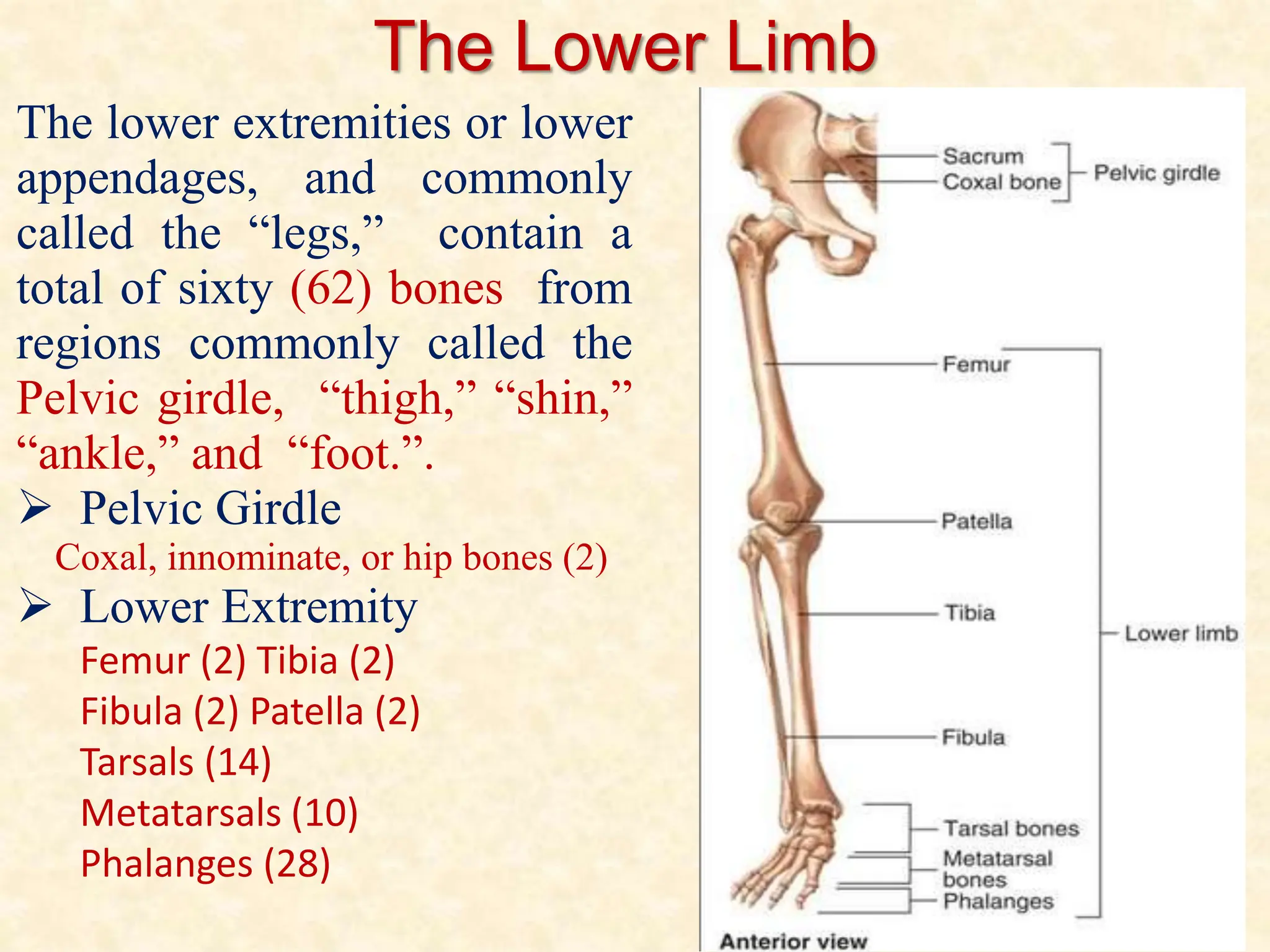 The Lower Limb
The lower extremities or lower
appendages, and commonly
called the “legs,” contain a
total of sixty (62) bones from
regions commonly called the
Pelvic girdle, “thigh,” “shin,”
“ankle,” and “foot.”.
 Pelvic Girdle
Coxal, innominate, or hip bones (2)
 Lower Extremity
Femur (2) Tibia (2)
Fibula (2) Patella (2)
Tarsals (14)
Metatarsals (10)
Phalanges (28)
 