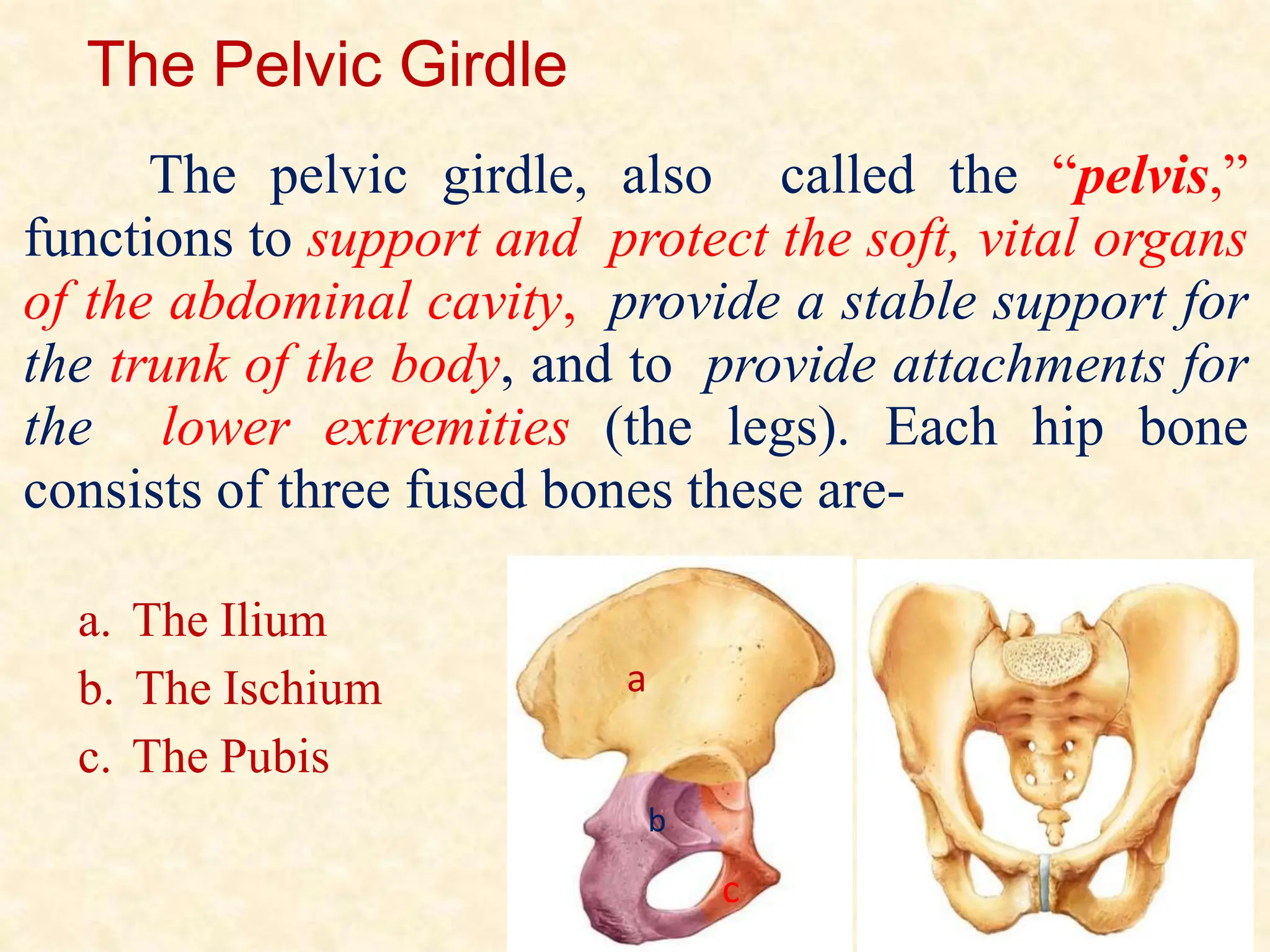 The Pelvic Girdle
The pelvic girdle, also called the “pelvis,”
functions to support and protect the soft, vital organs
of the abdominal cavity, provide a stable support for
the trunk of the body, and to provide attachments for
the lower extremities (the legs). Each hip bone
consists of three fused bones these are-
a. The Ilium
b. The Ischium
c. The Pubis
a
b
c
 