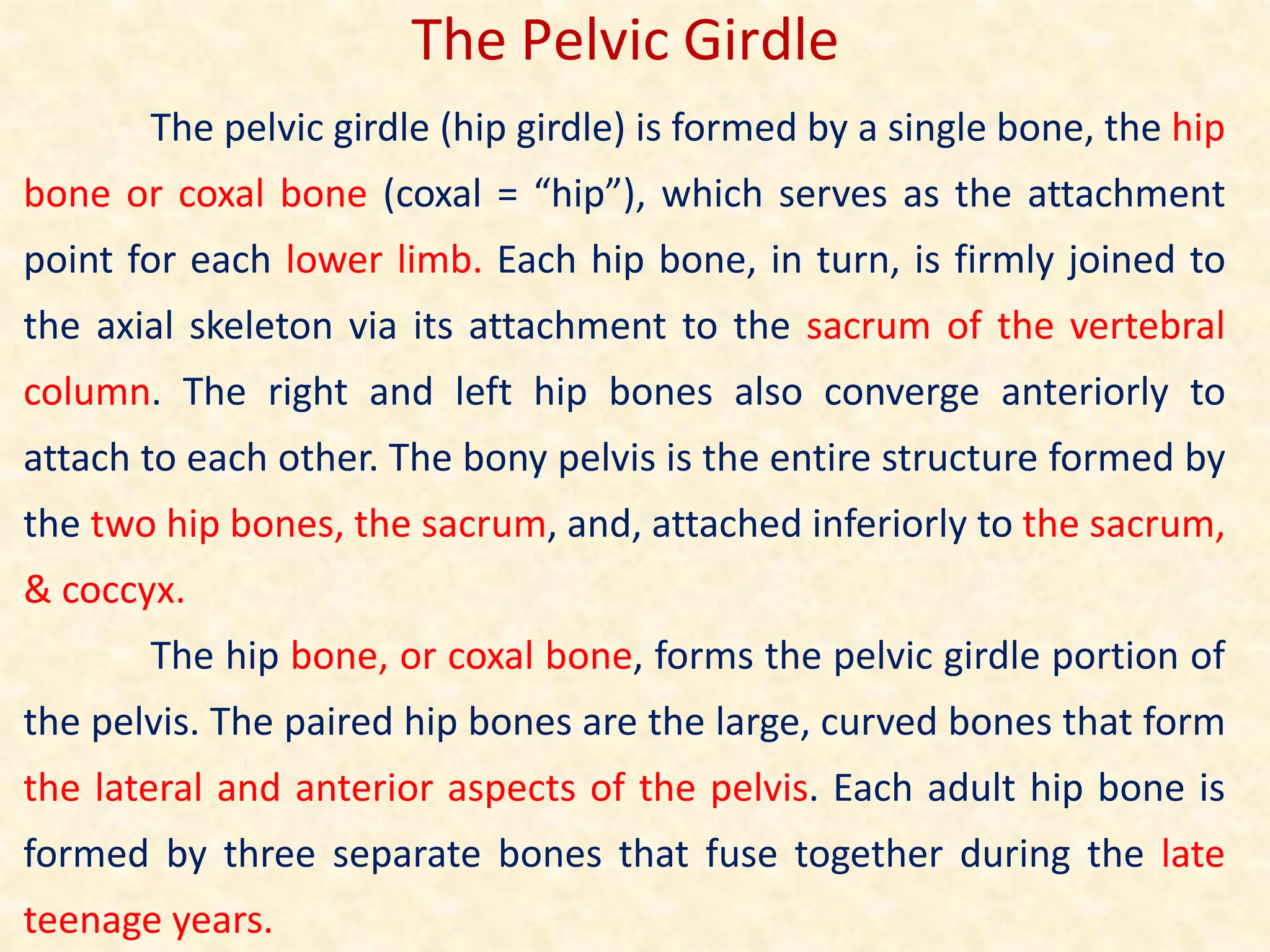 The pelvic girdle (hip girdle) is formed by a single bone, the hip
bone or coxal bone (coxal = “hip”), which serves as the attachment
point for each lower limb. Each hip bone, in turn, is firmly joined to
the axial skeleton via its attachment to the sacrum of the vertebral
column. The right and left hip bones also converge anteriorly to
attach to each other. The bony pelvis is the entire structure formed by
the two hip bones, the sacrum, and, attached inferiorly to the sacrum,
& coccyx.
The hip bone, or coxal bone, forms the pelvic girdle portion of
the pelvis. The paired hip bones are the large, curved bones that form
the lateral and anterior aspects of the pelvis. Each adult hip bone is
formed by three separate bones that fuse together during the late
teenage years.
The Pelvic Girdle
 