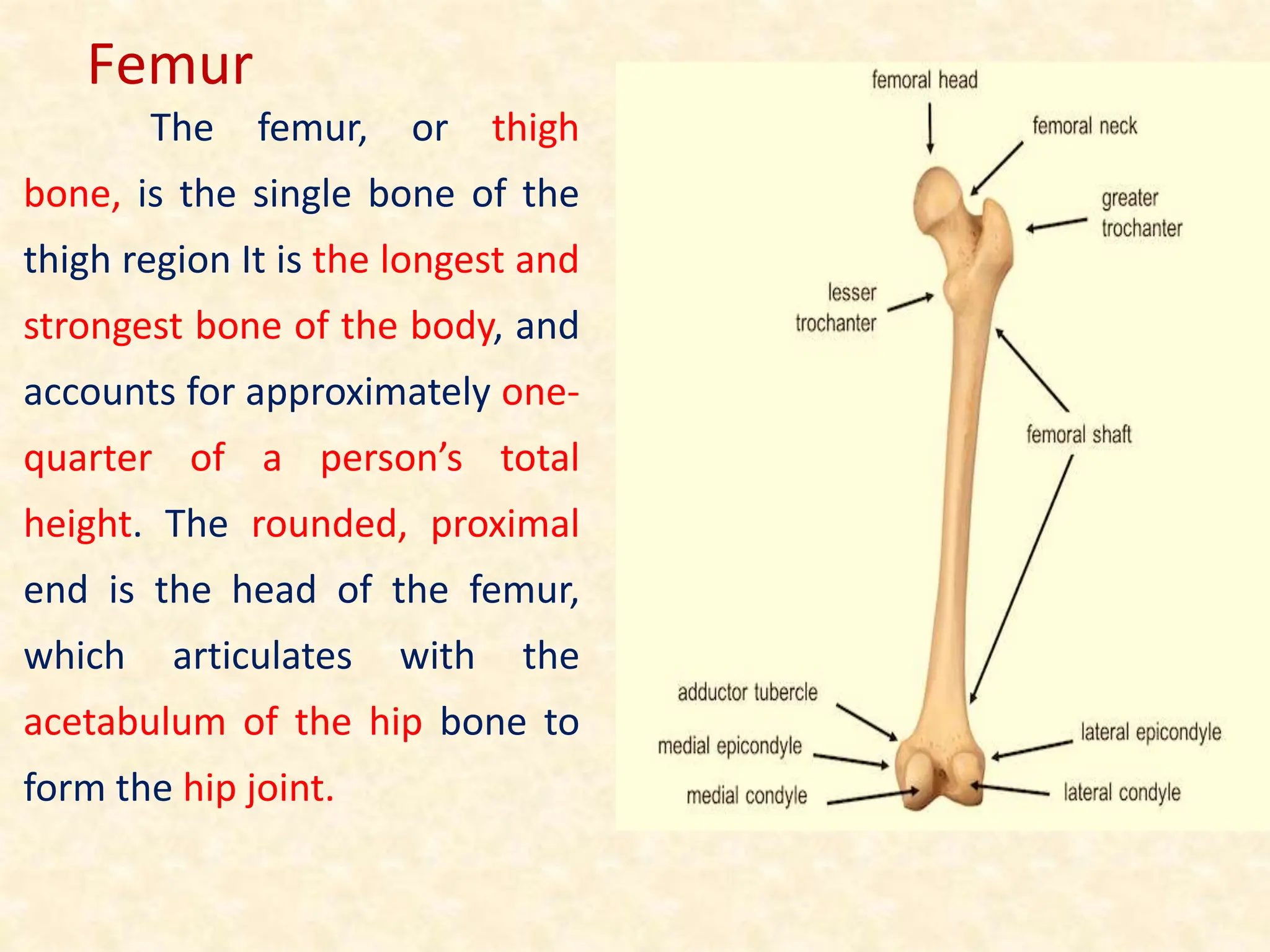 The femur, or thigh
bone, is the single bone of the
thigh region It is the longest and
strongest bone of the body, and
accounts for approximately one-
quarter of a person’s total
height. The rounded, proximal
end is the head of the femur,
which articulates with the
acetabulum of the hip bone to
form the hip joint.
Femur
 