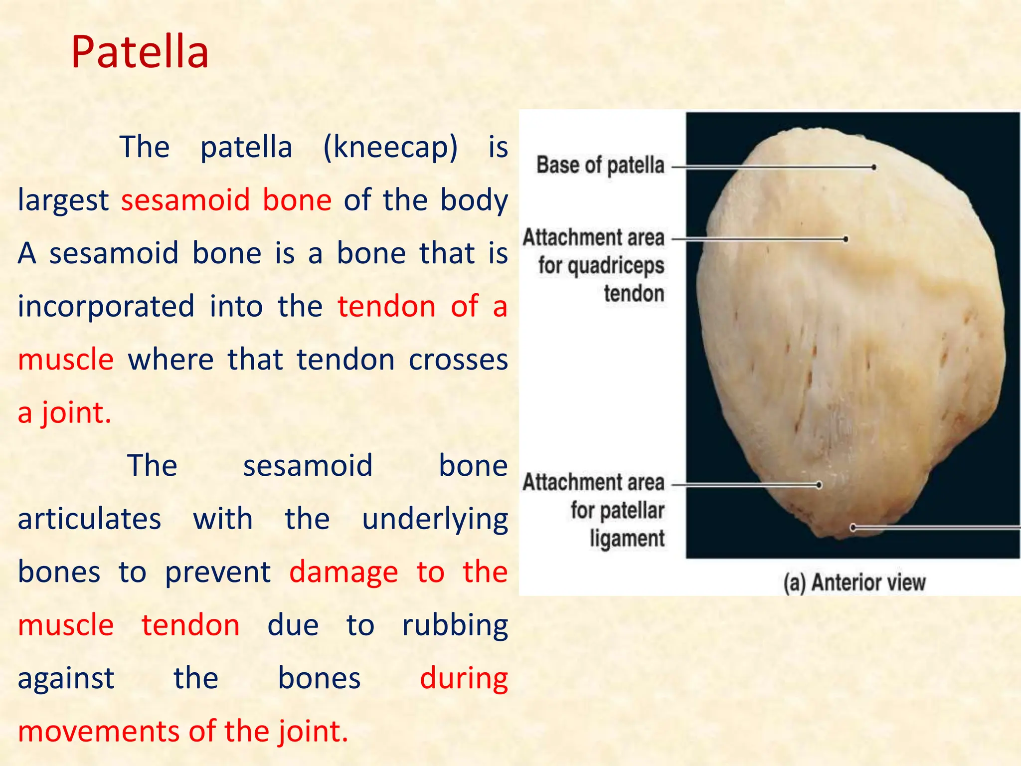 The patella (kneecap) is
largest sesamoid bone of the body
A sesamoid bone is a bone that is
incorporated into the tendon of a
muscle where that tendon crosses
a joint.
The sesamoid bone
articulates with the underlying
bones to prevent damage to the
muscle tendon due to rubbing
against the bones during
movements of the joint.
Patella
 