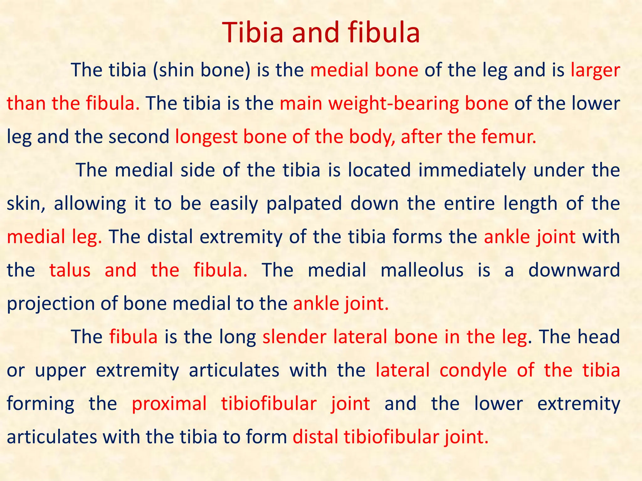 The tibia (shin bone) is the medial bone of the leg and is larger
than the fibula. The tibia is the main weight-bearing bone of the lower
leg and the second longest bone of the body, after the femur.
The medial side of the tibia is located immediately under the
skin, allowing it to be easily palpated down the entire length of the
medial leg. The distal extremity of the tibia forms the ankle joint with
the talus and the fibula. The medial malleolus is a downward
projection of bone medial to the ankle joint.
The fibula is the long slender lateral bone in the leg. The head
or upper extremity articulates with the lateral condyle of the tibia
forming the proximal tibiofibular joint and the lower extremity
articulates with the tibia to form distal tibiofibular joint.
Tibia and fibula
 